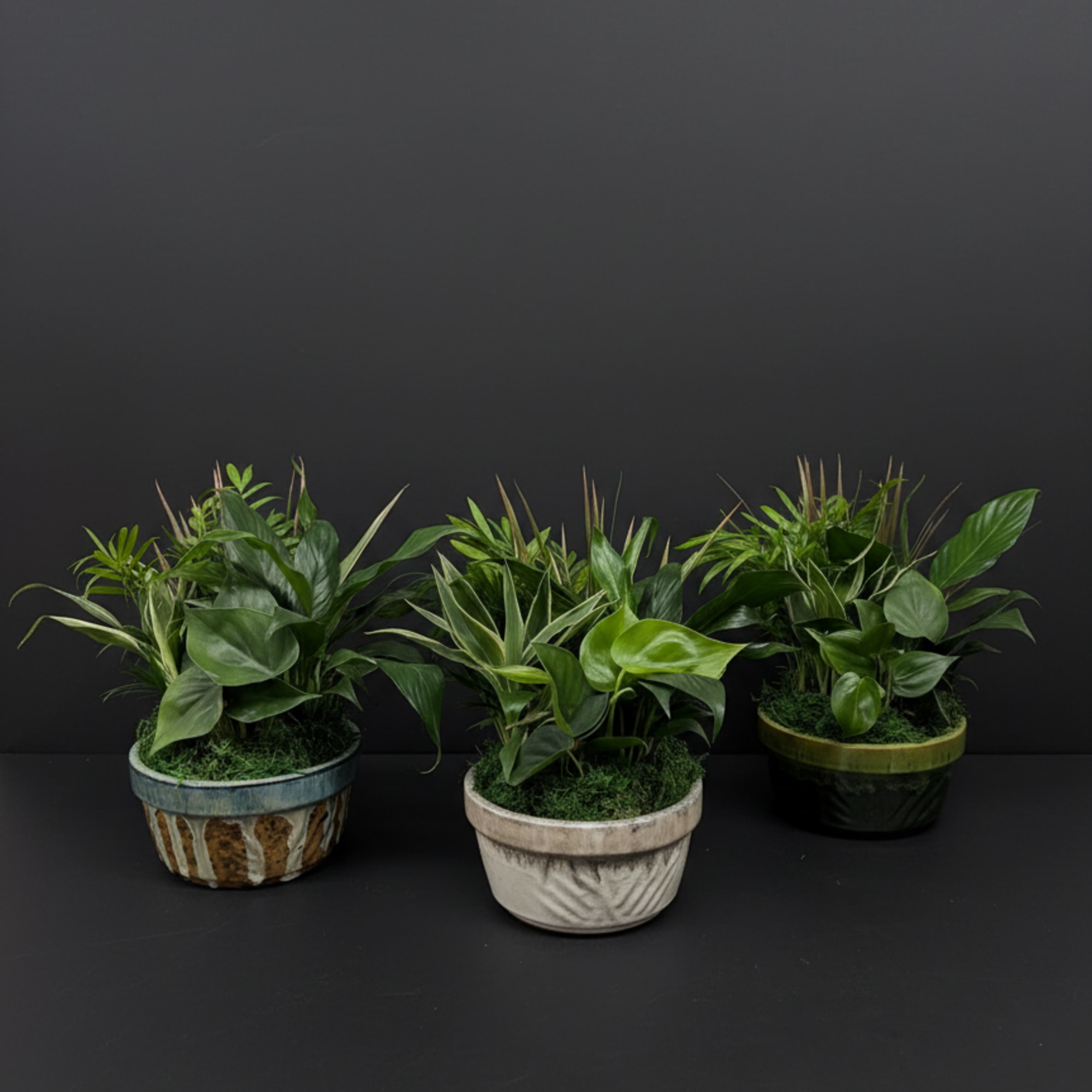 Three potted green houseplants in decorative containers