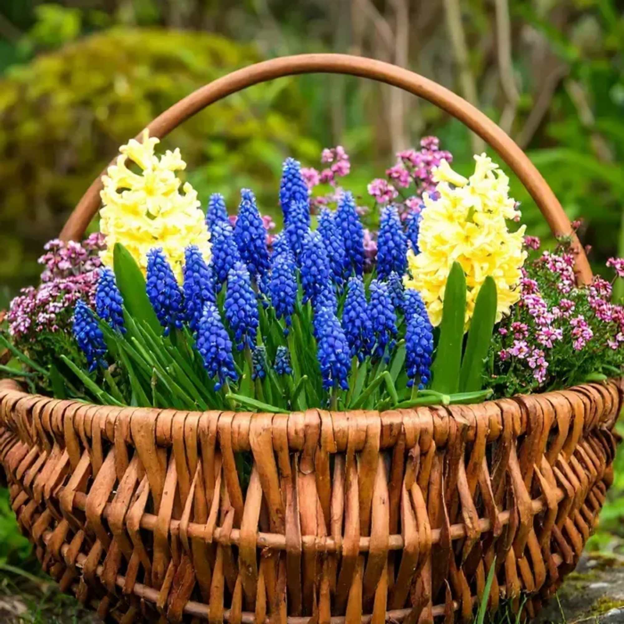 A cheerful basket overflowing with seasonal flowering annual plants, thoughtfully curated by