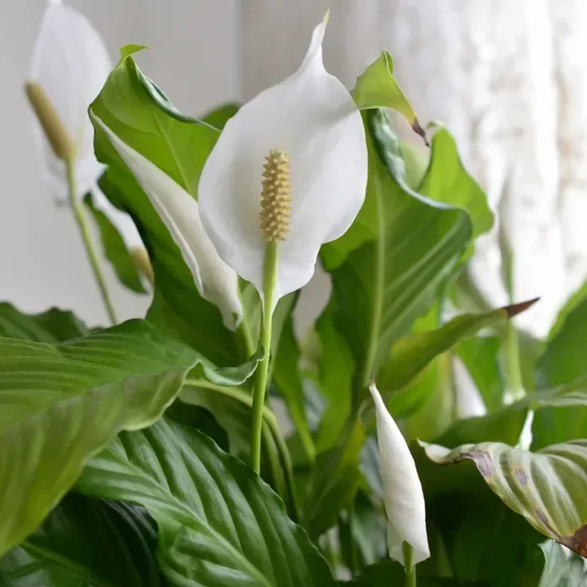 Offer a lasting tribute of peace and hope with our elegant Peace, photo 2 of 2