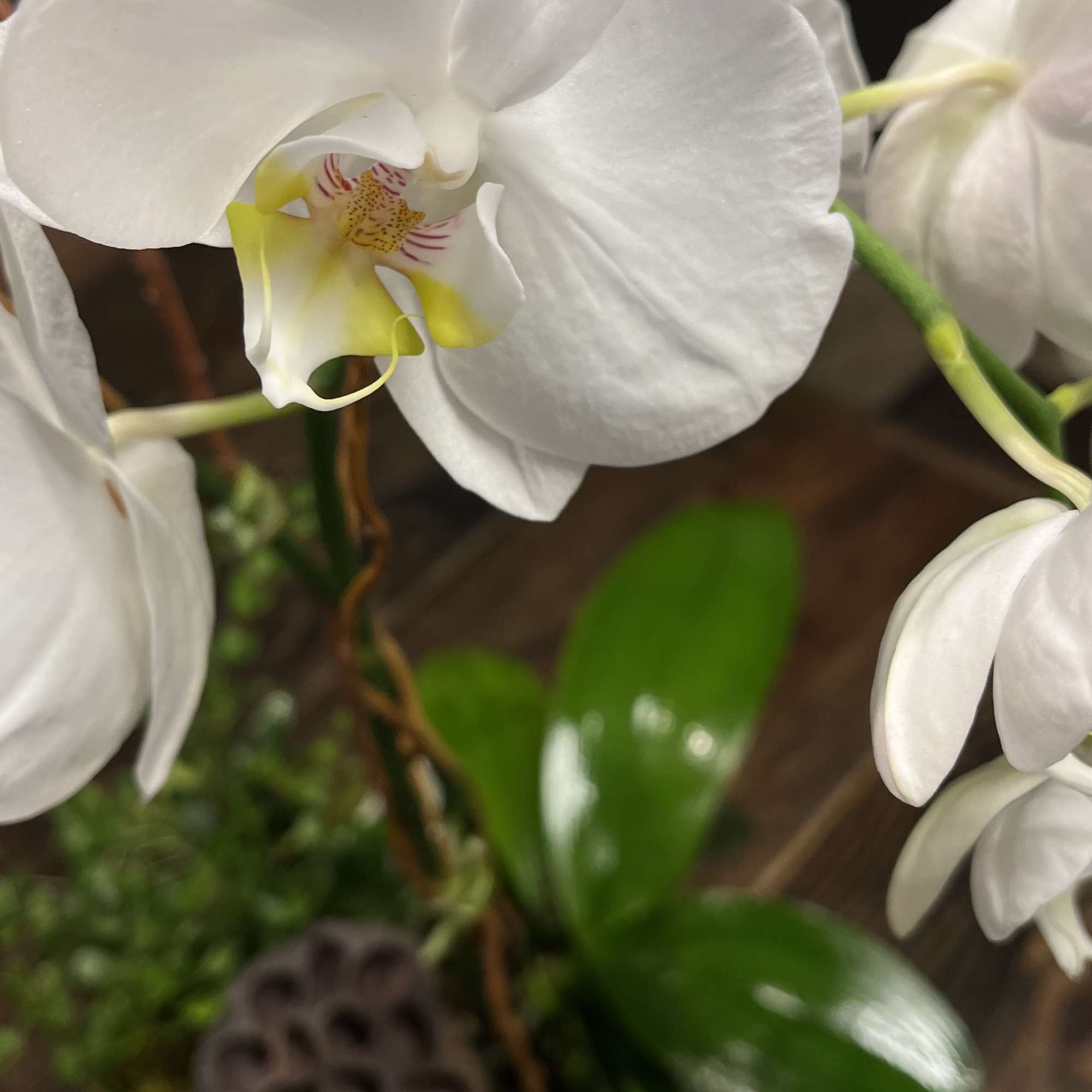 White orchid blooms in a pot with glossy green leaves