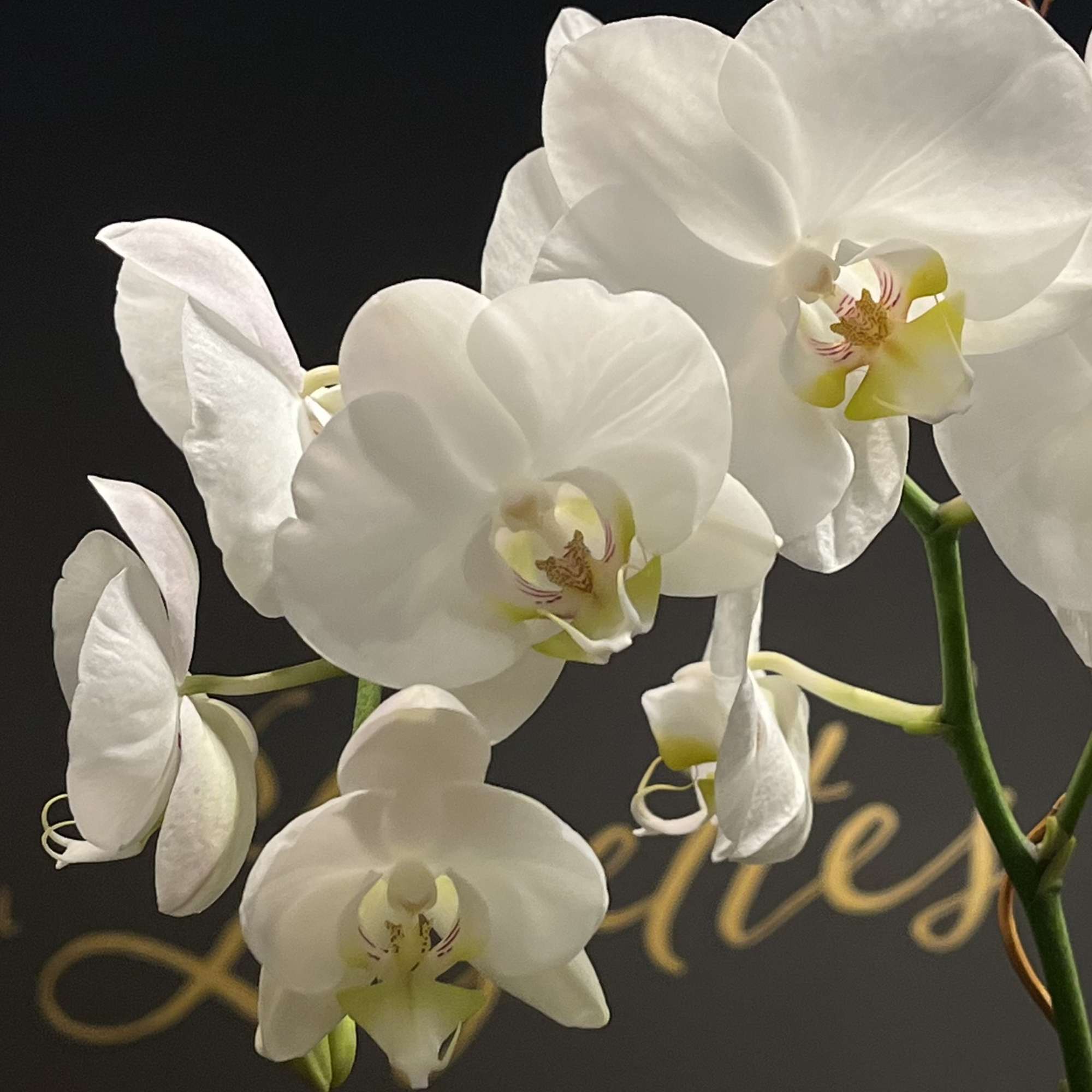 White orchid blooms on arching stems against a dark background