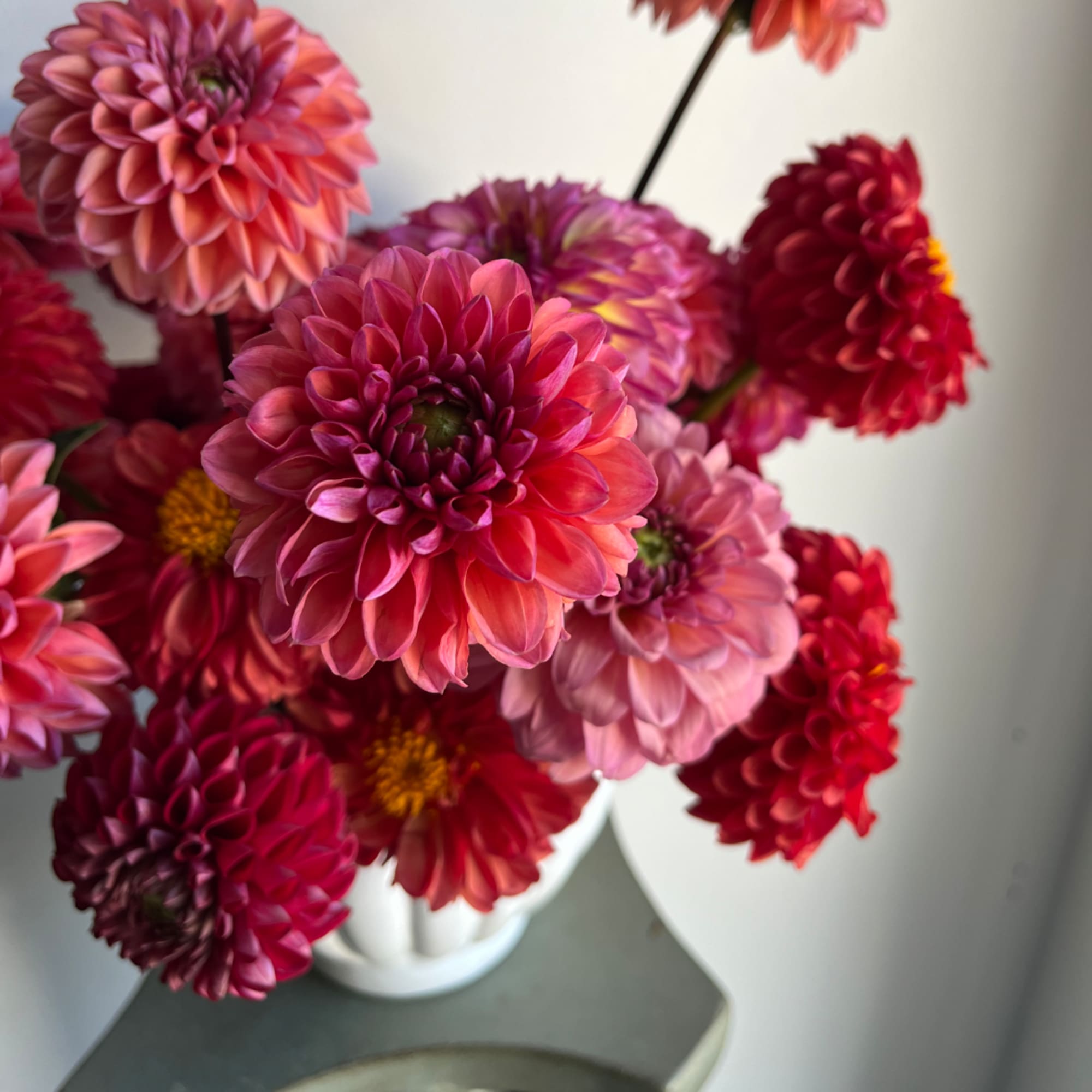 Bouquet of pink and red dahlias in a white vase