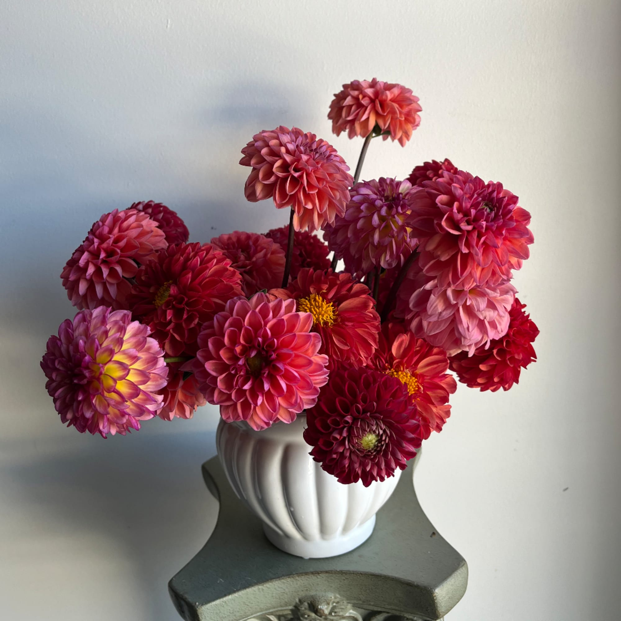 Pink and red dahlias arranged in a white vase