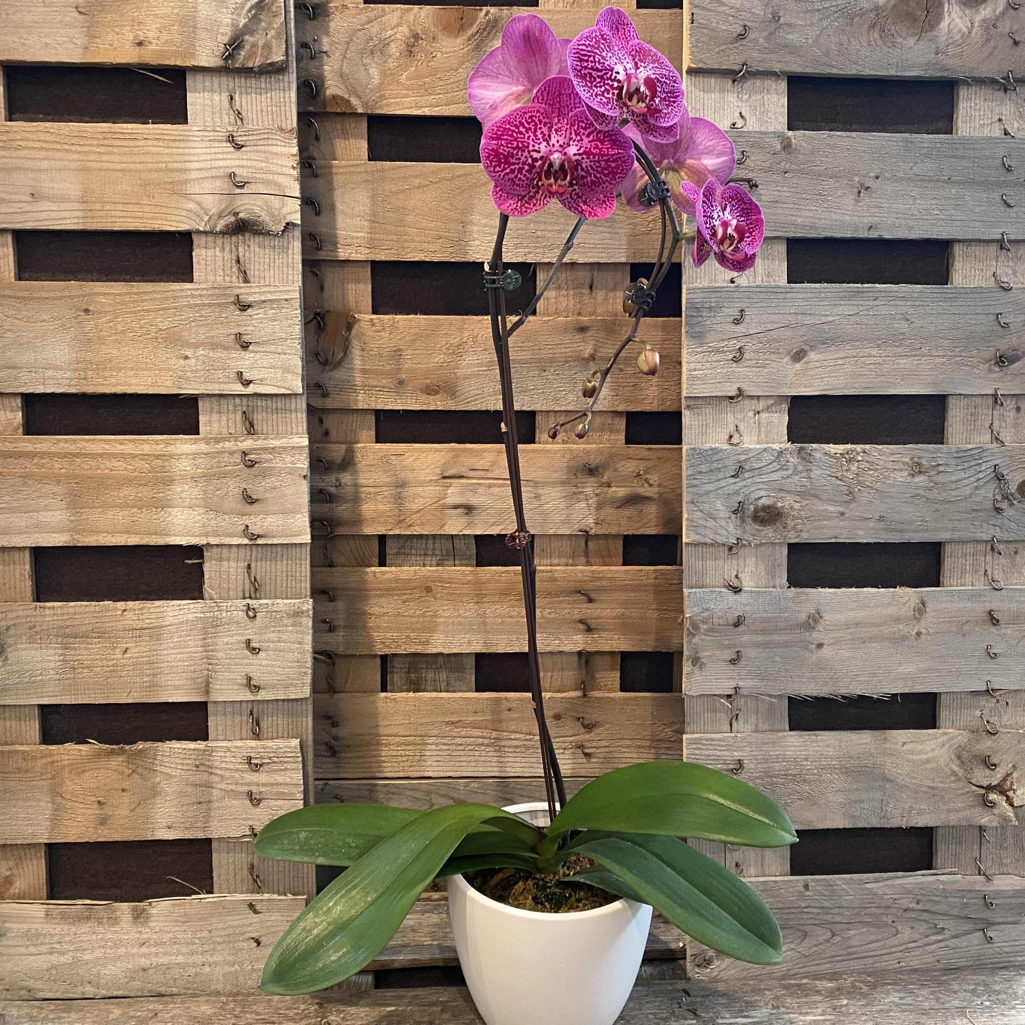 Pink orchid in a white pot against a wooden pallet backdrop