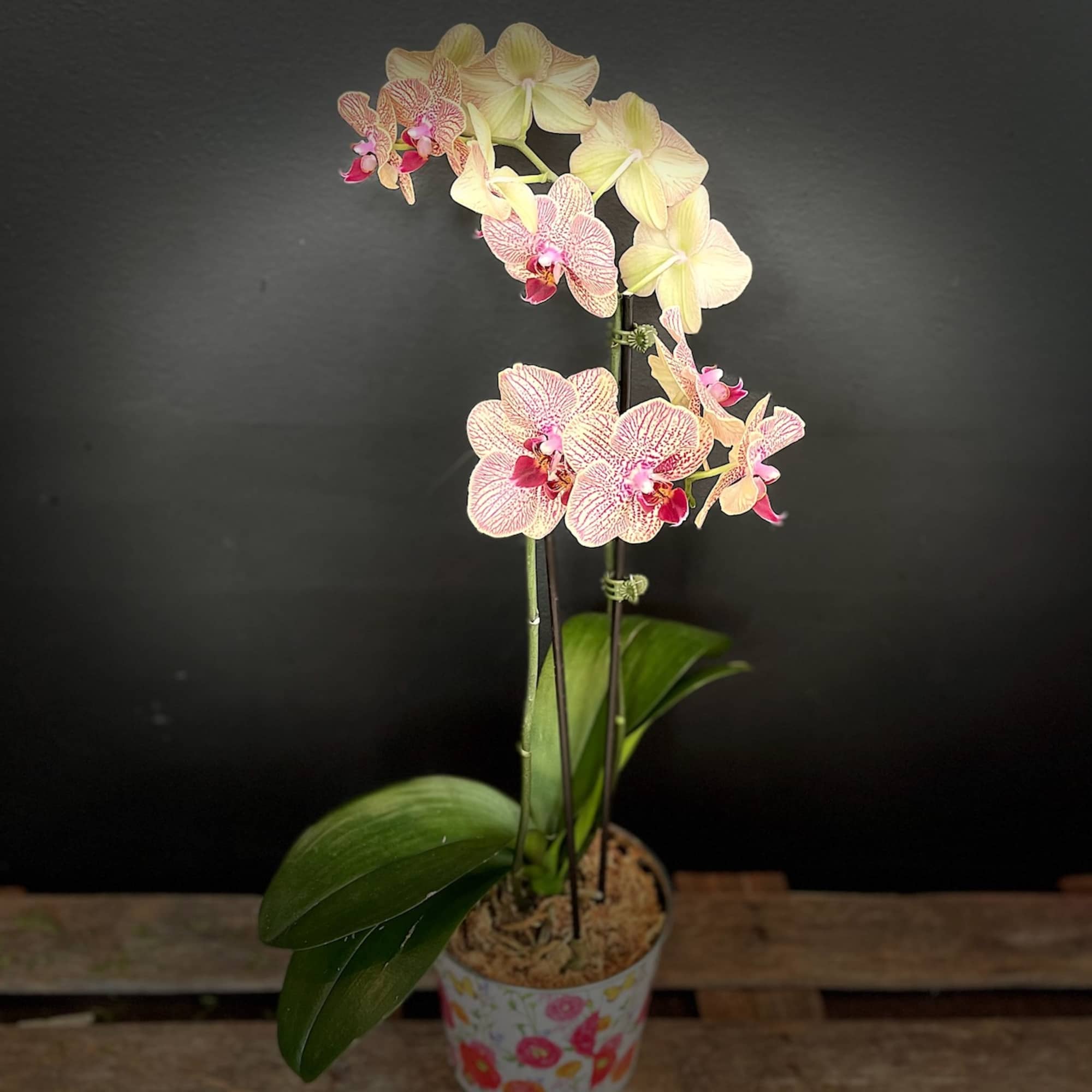 Potted orchid with pale pink and cream blooms in a patterned container