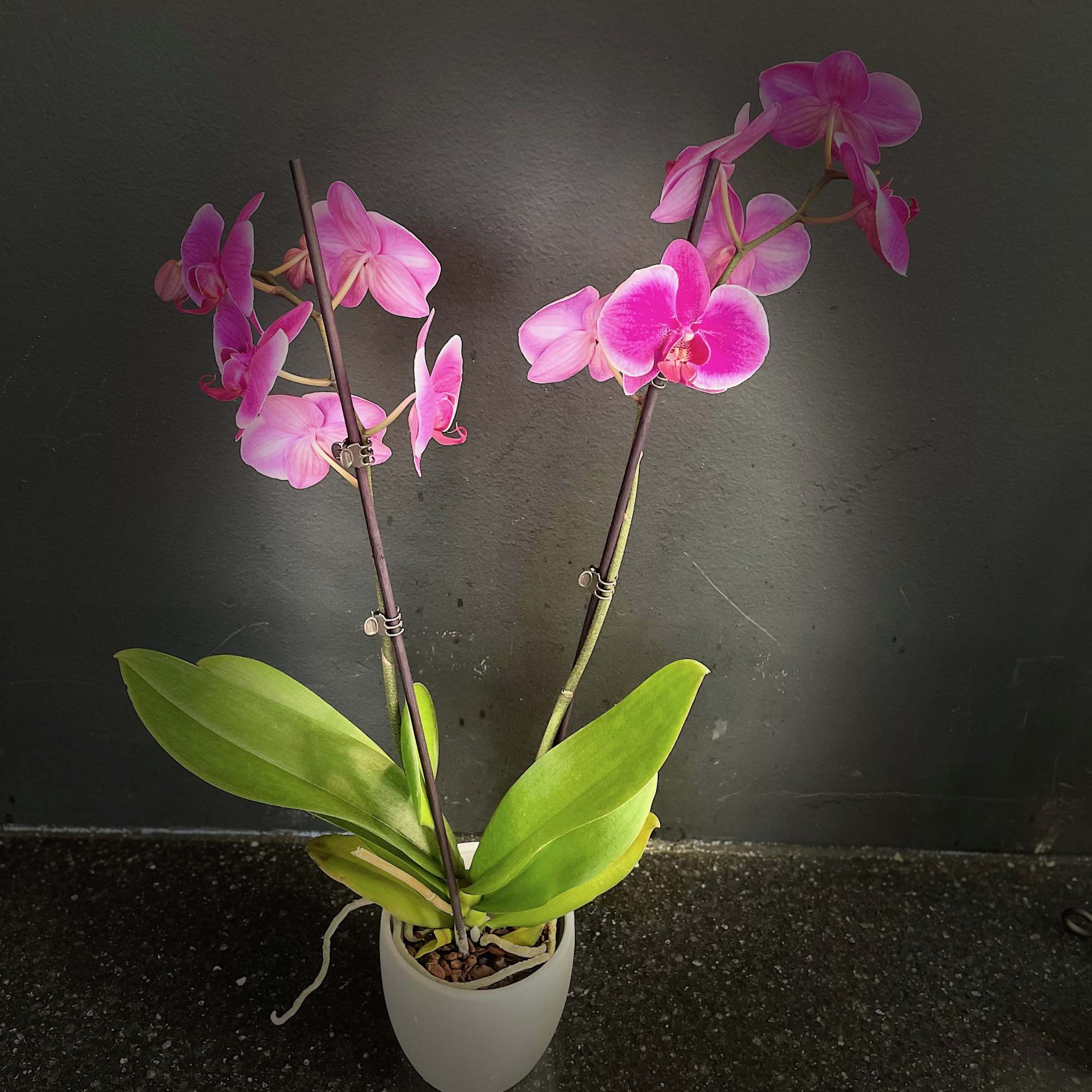 Pink orchids in a white pot with broad green leaves