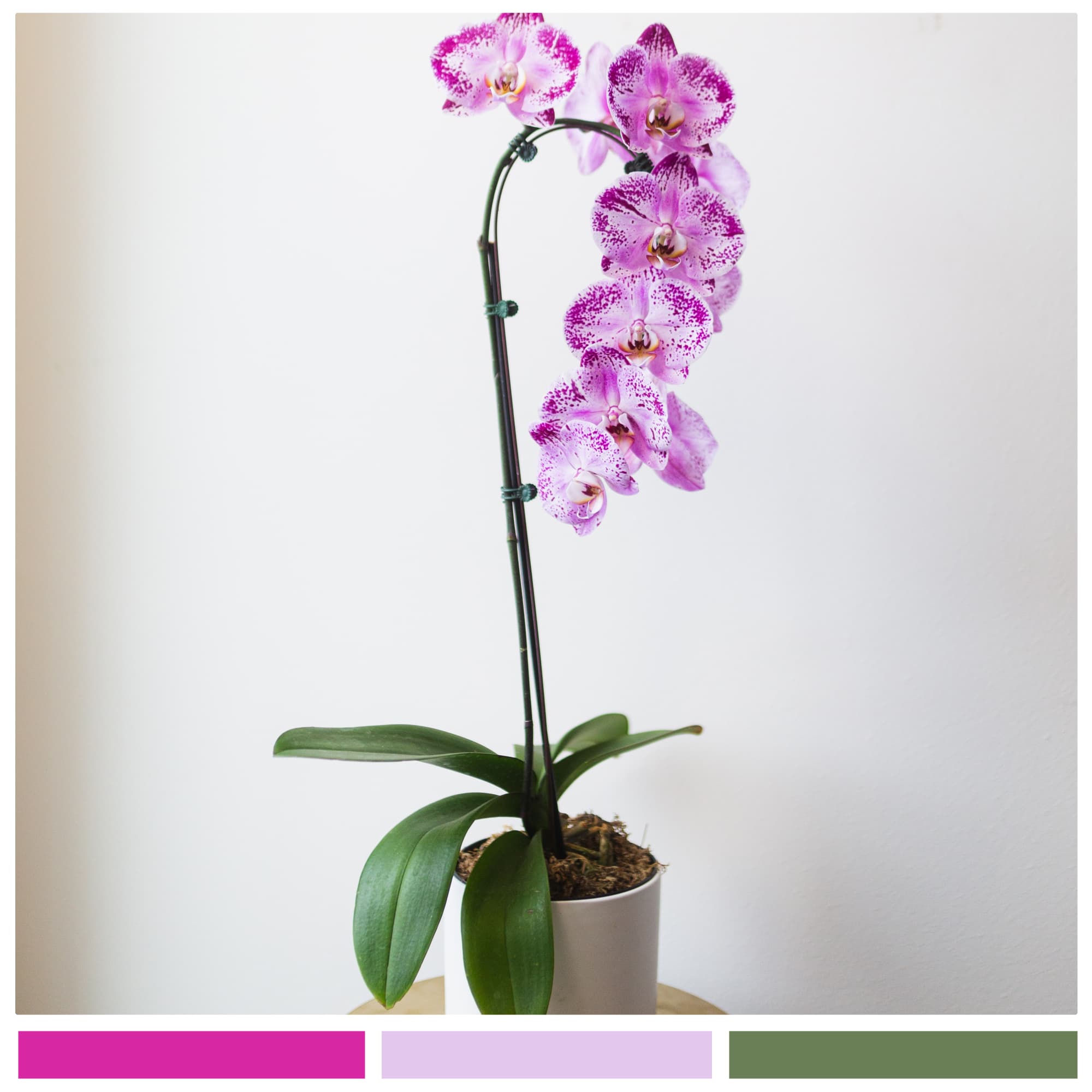 Potted orchid with pink-speckled blooms in a white container