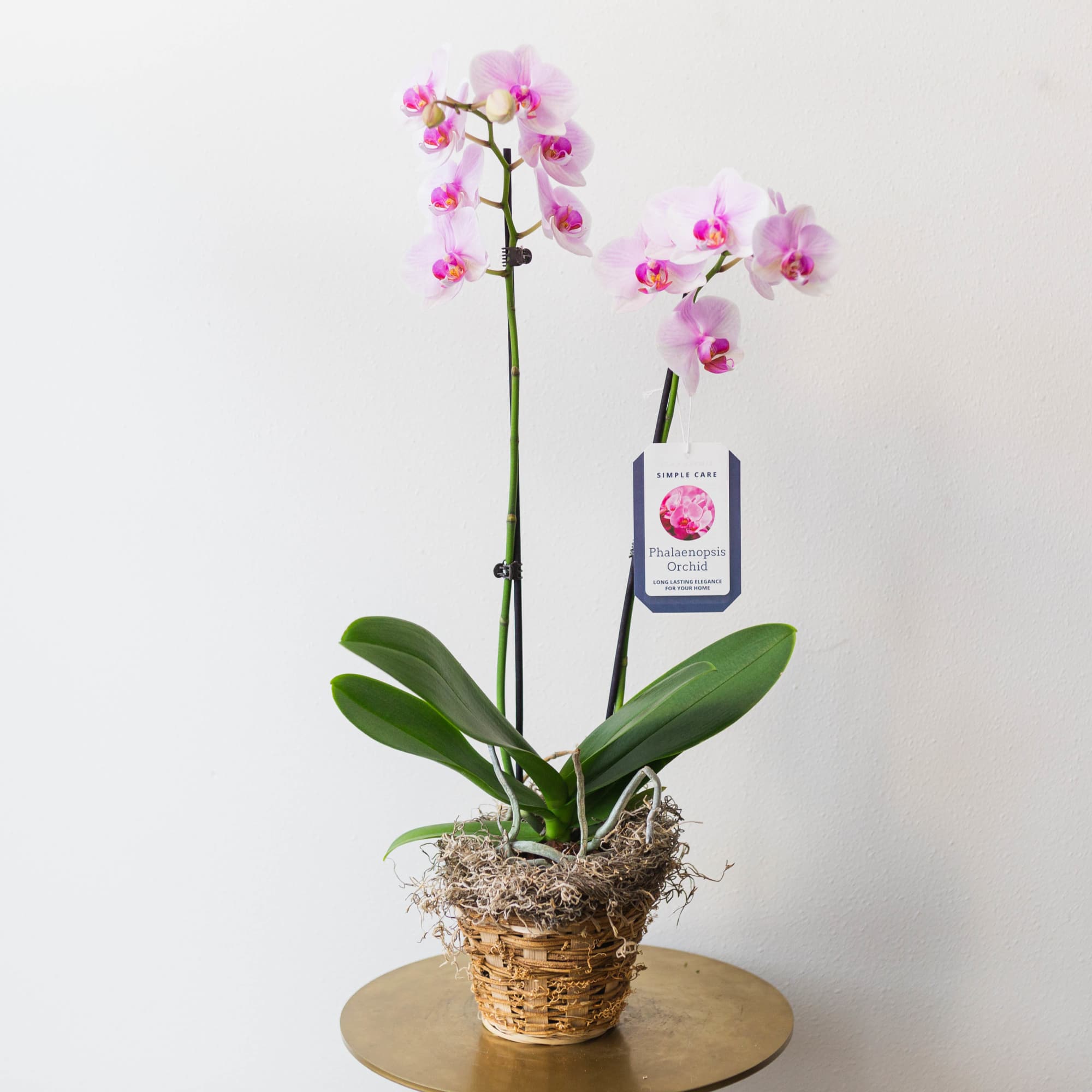 Potted pink phalaenopsis orchid with two flowering stems