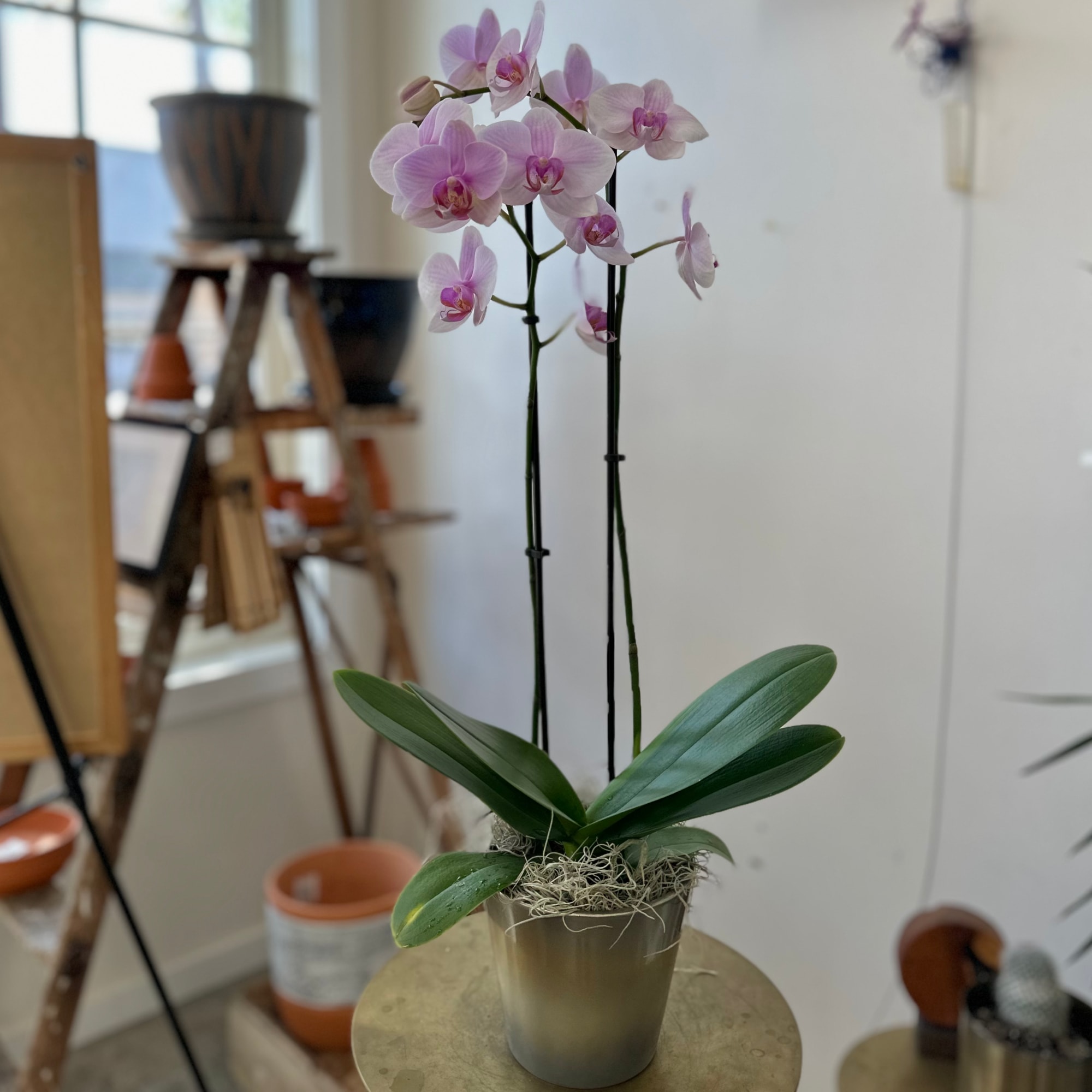 Potted pink orchid with two tall stems in a metallic container