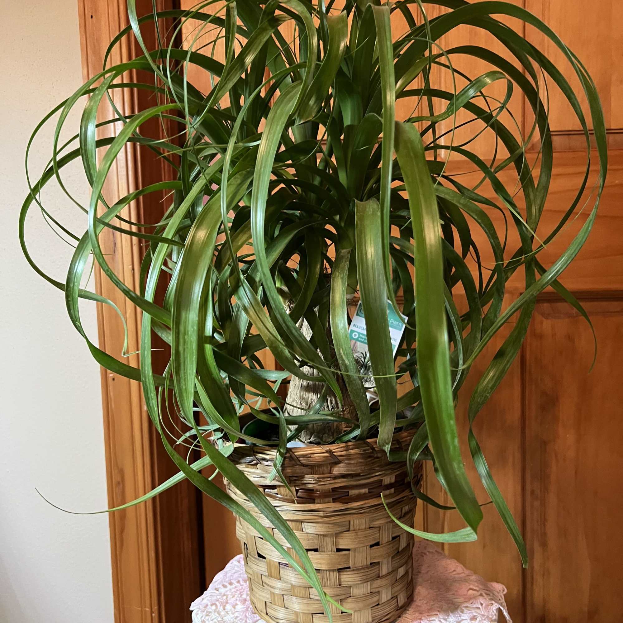 A tall, fountain-shaped dracaena makes a striking yet easy-care houseplant gift for