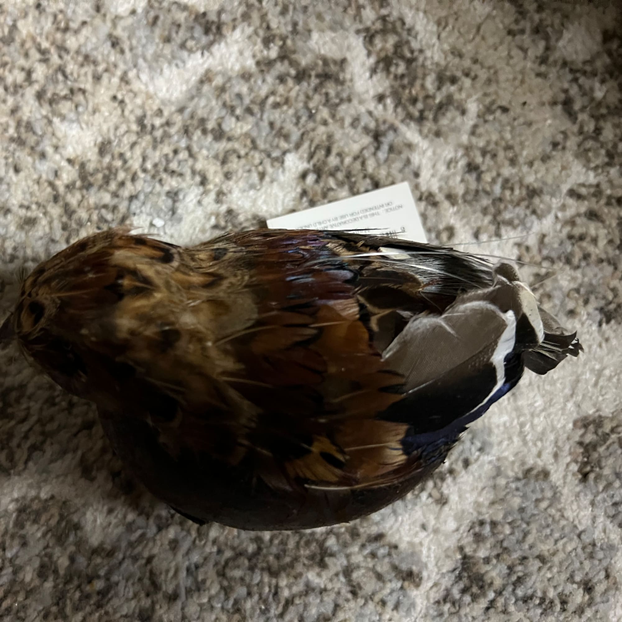 Brown feathered decorative bird on carpet