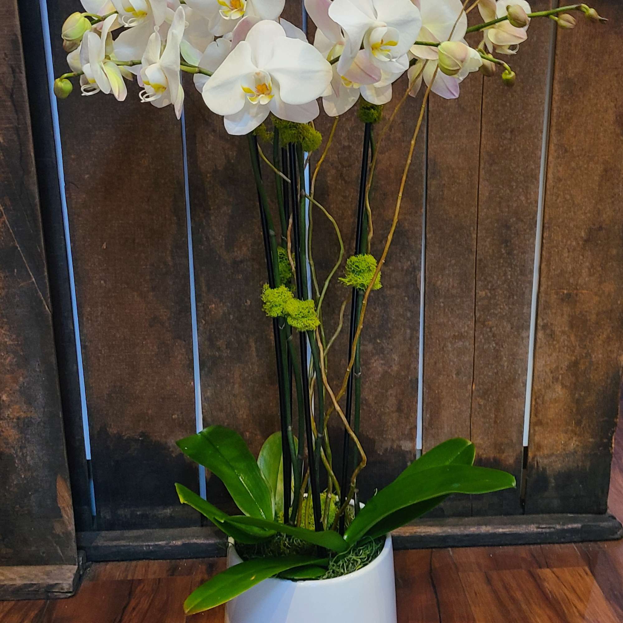 This orchid arrangement features 2 large double stemmed phalaenopsis orchid plants, in, photo 2 of 2