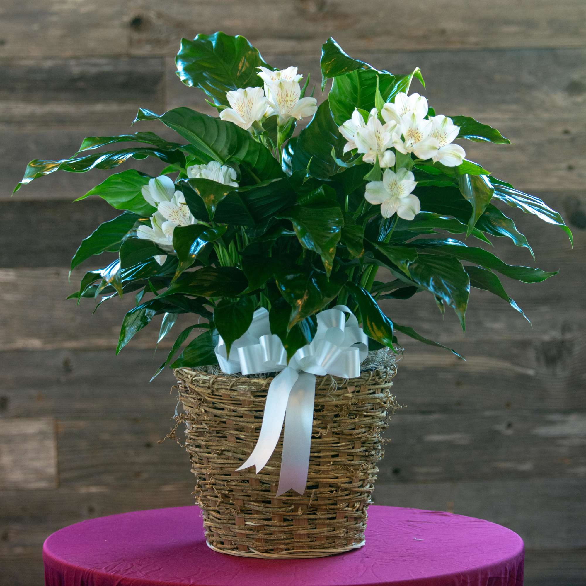 Glossy dark green leaves and graceful white spathes make this Large Peace