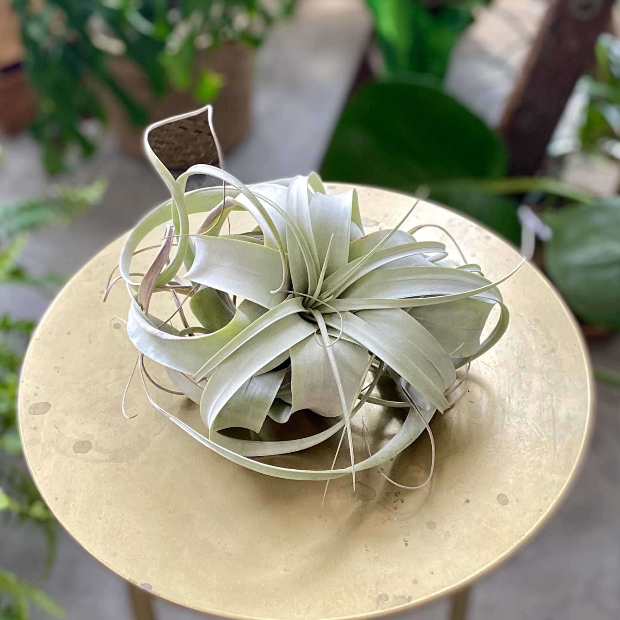 Air plant arrangement on a round gold pedestal
