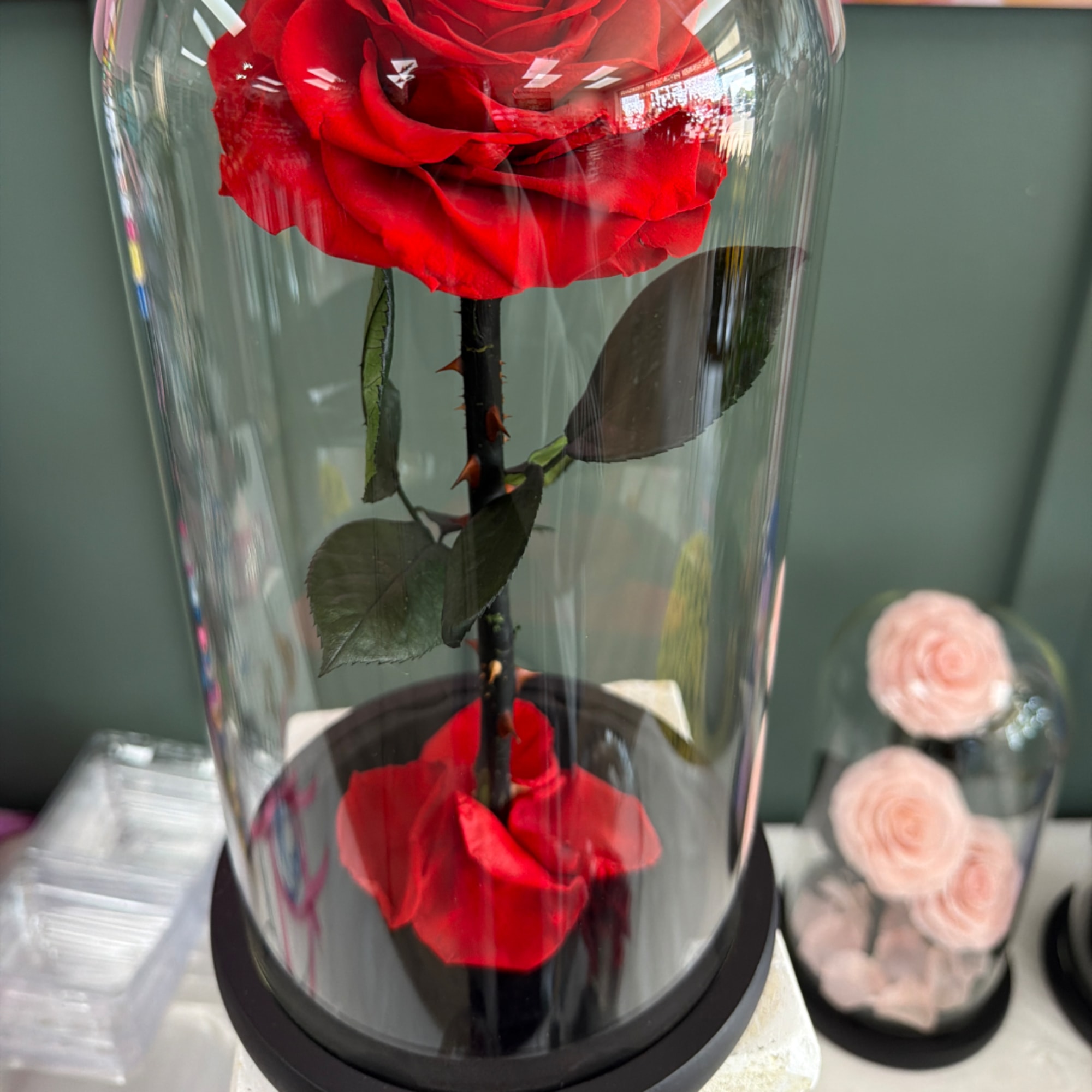Red roses preserved in a clear glass dome with a black base