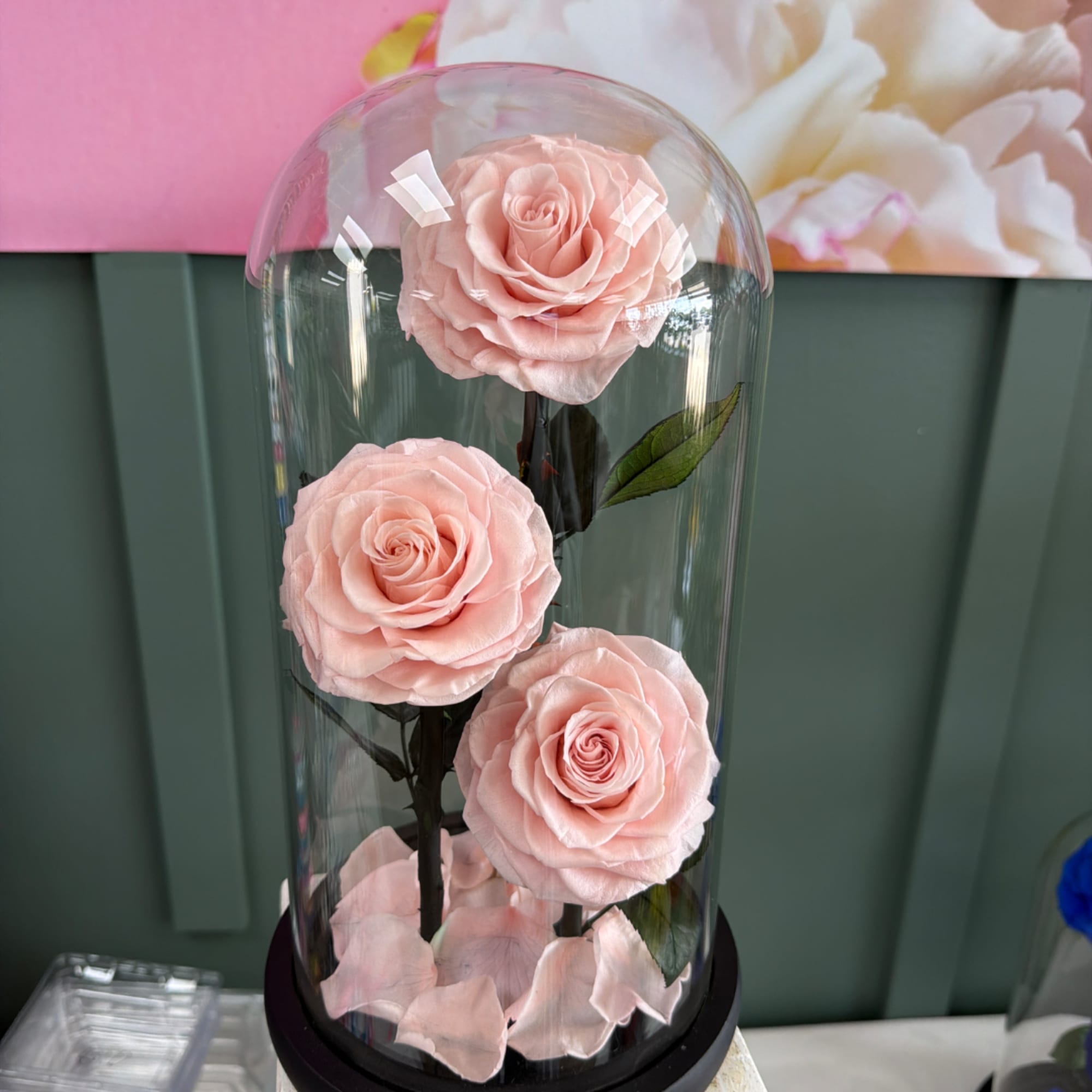 Three pale pink roses under a clear glass dome with scattered petals