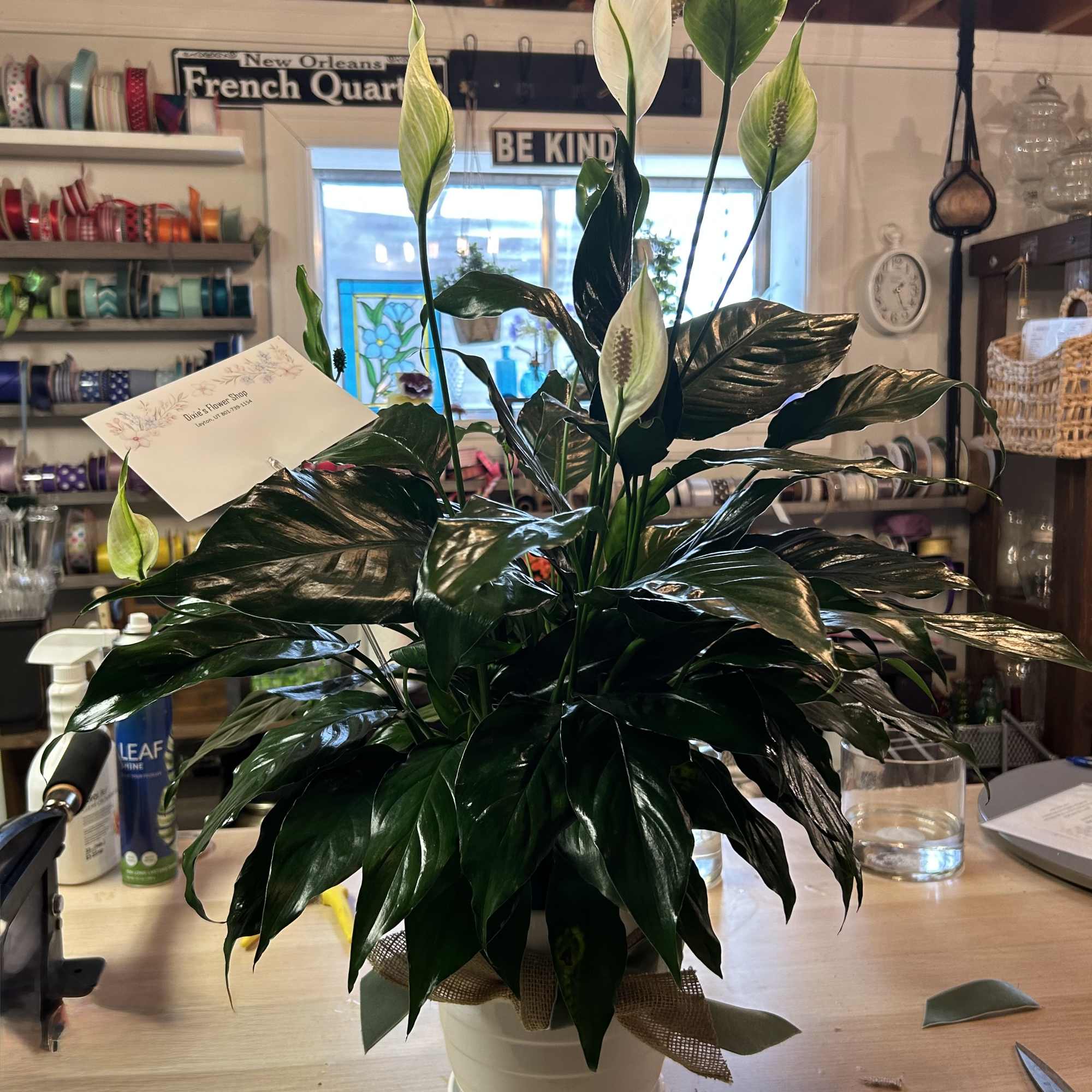 Potted peace lily plant with white blooms and glossy dark leaves