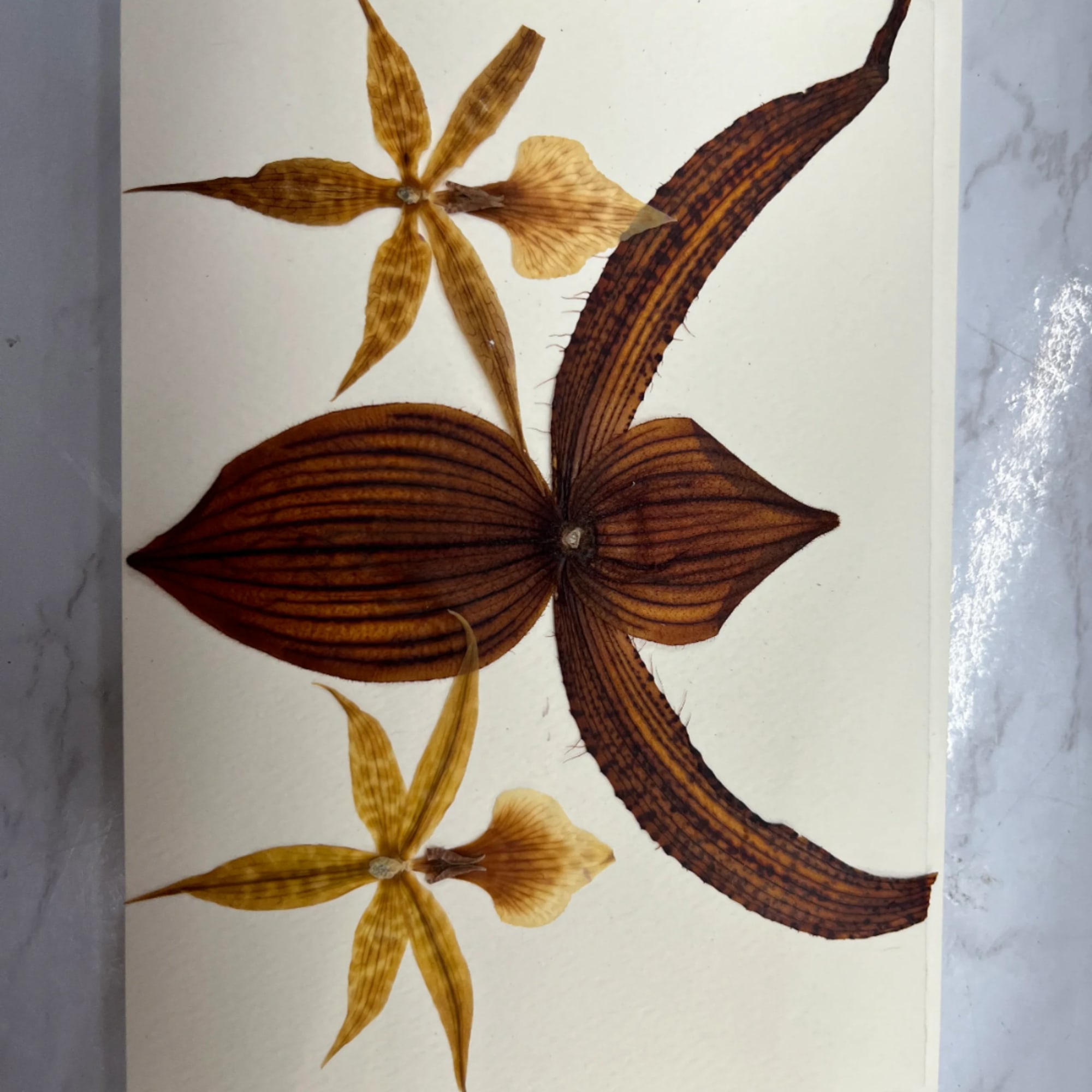 Pressed brown and yellow orchid-like flowers arranged on a white surface