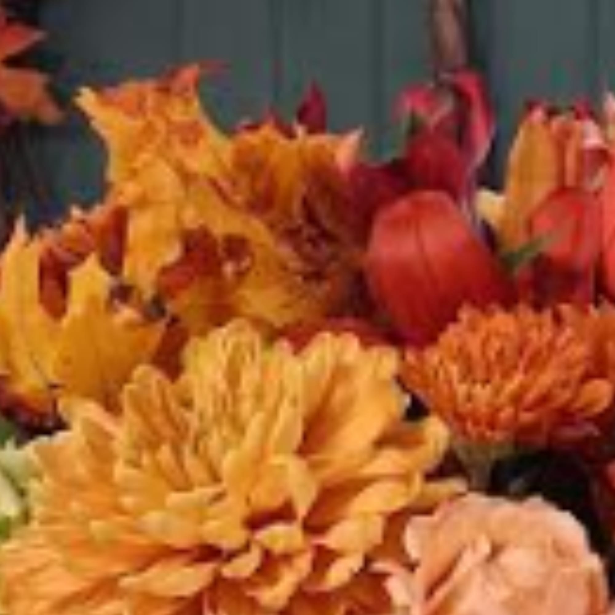 Orange and red chrysanthemum flowers in a close-up arrangement