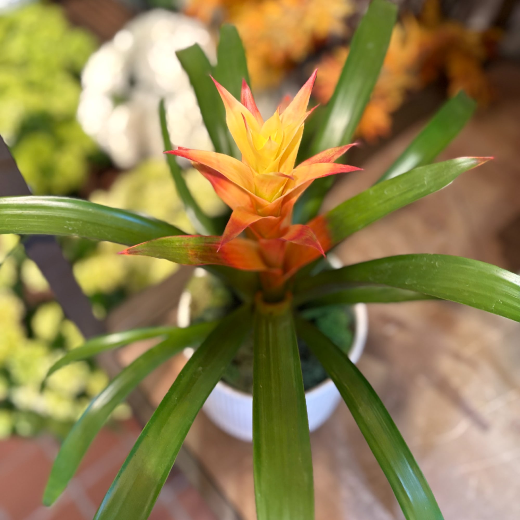 Potted bromeliad with orange and yellow bloom