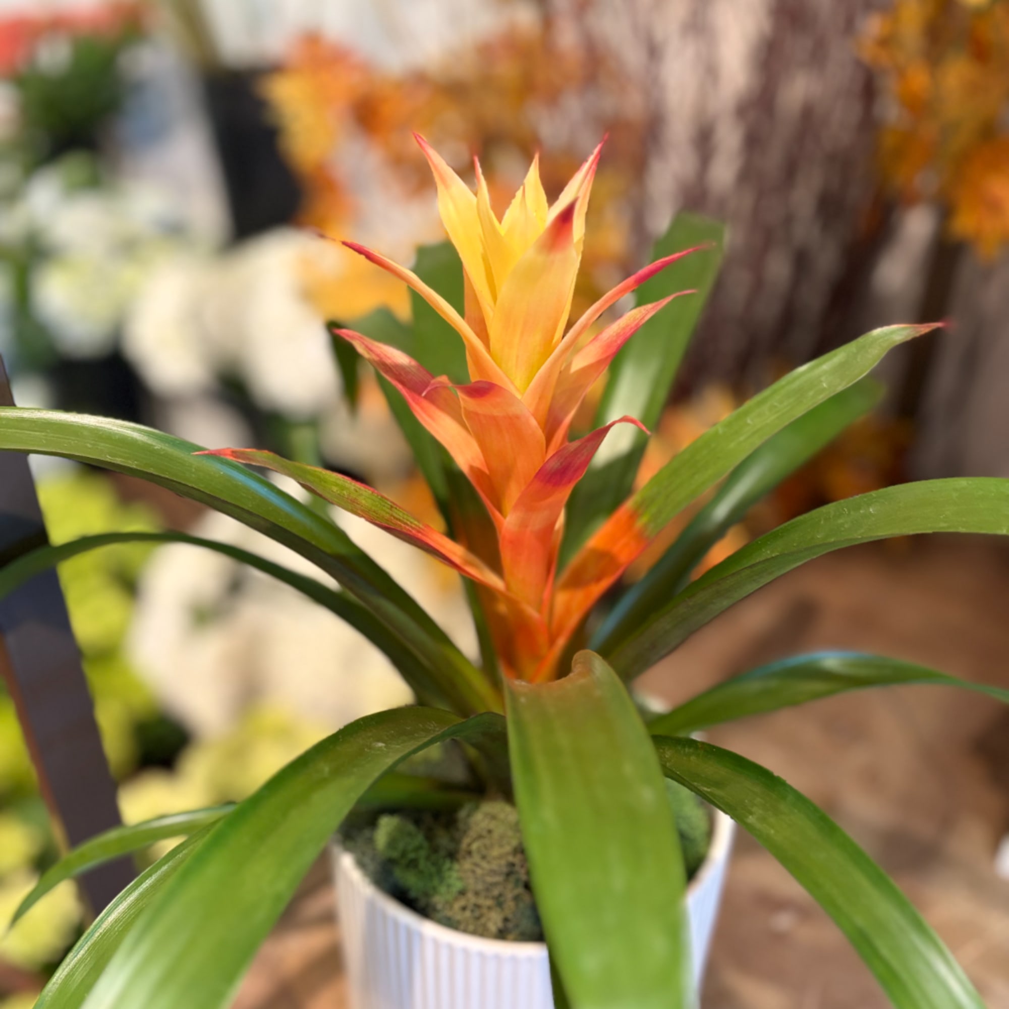 Potted bromeliad with orange and yellow bloom in a white container