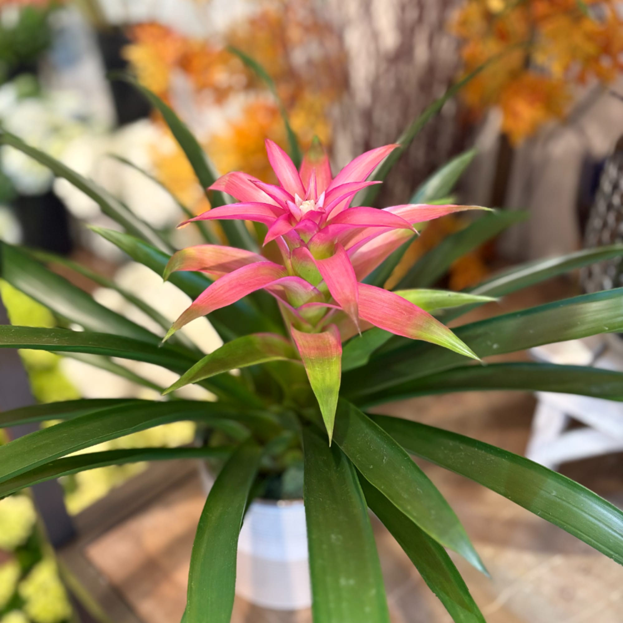 Pink bromeliad plant in a white pot