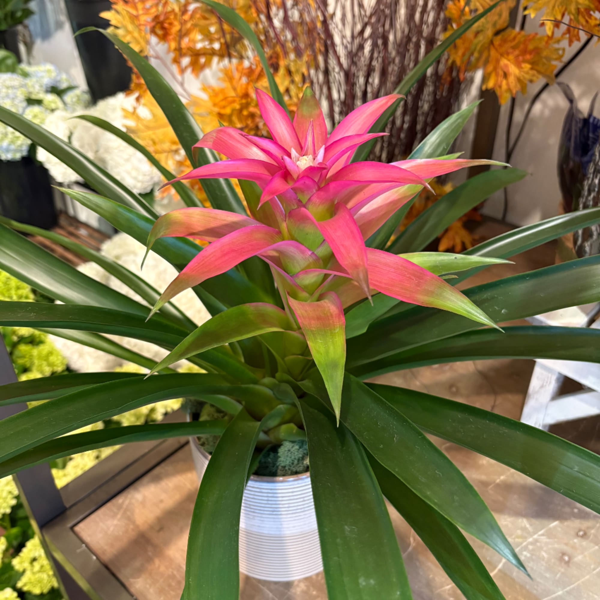 Pink bromeliad plant in a ribbed silver pot