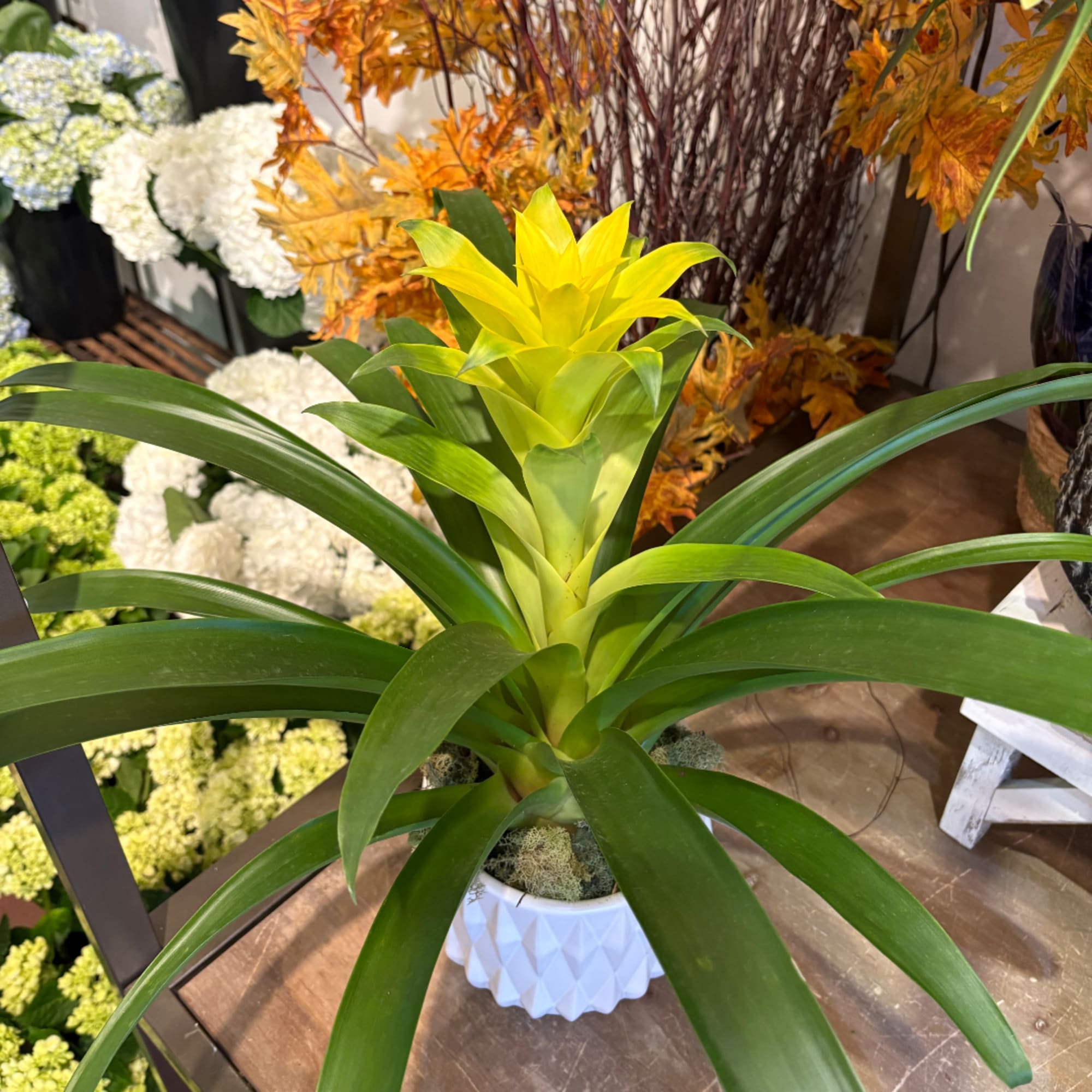 Potted green plant with a bright yellow center bloom