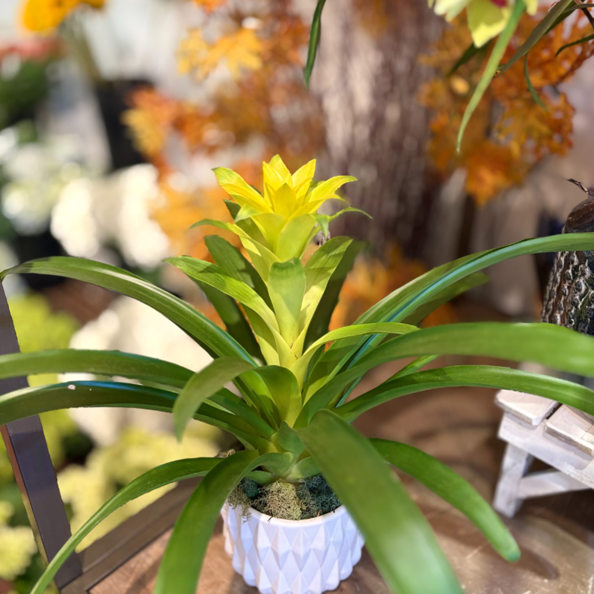Potted green plant with a bright yellow center in a white textured pot