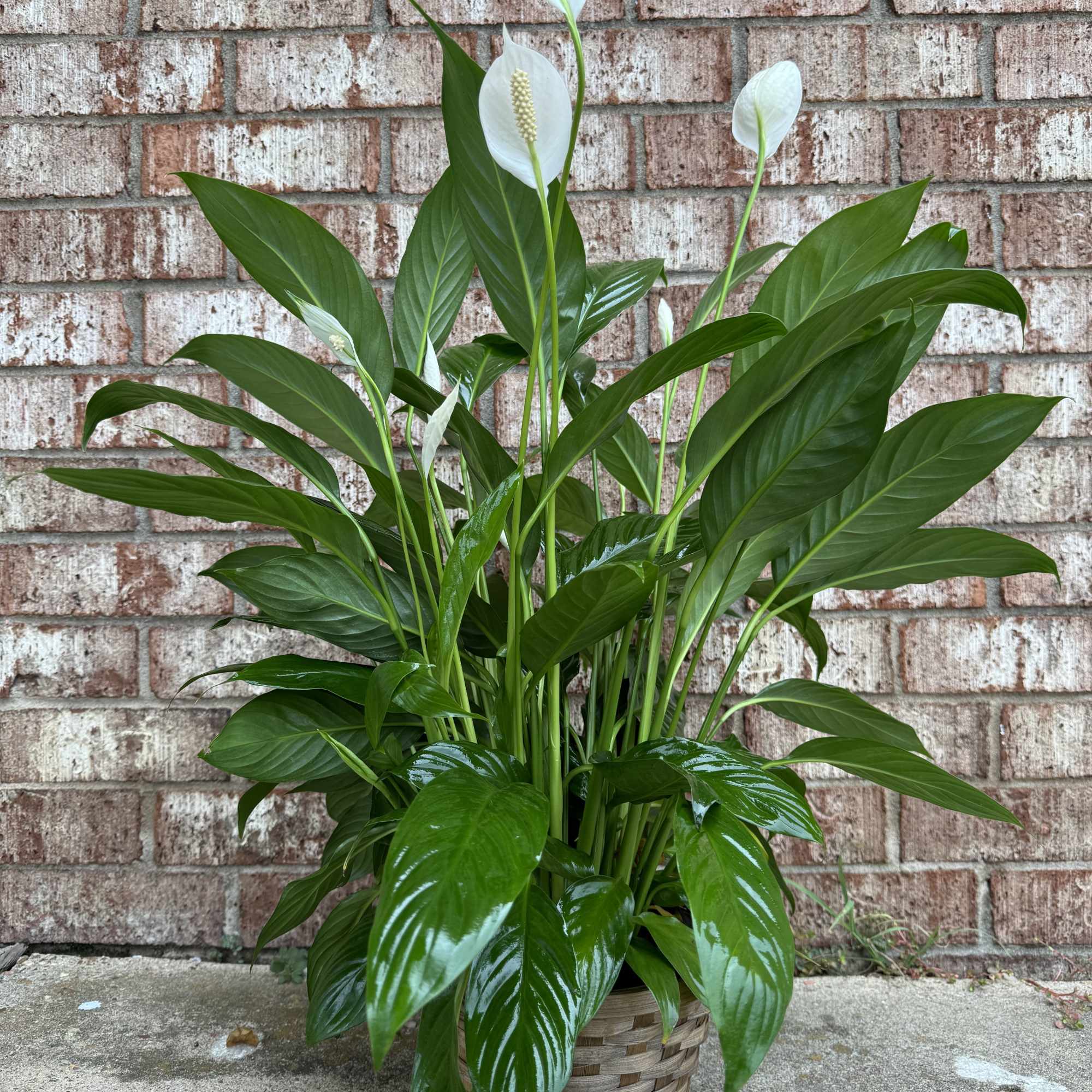 Potted peace lily with white blooms in a woven basket planter