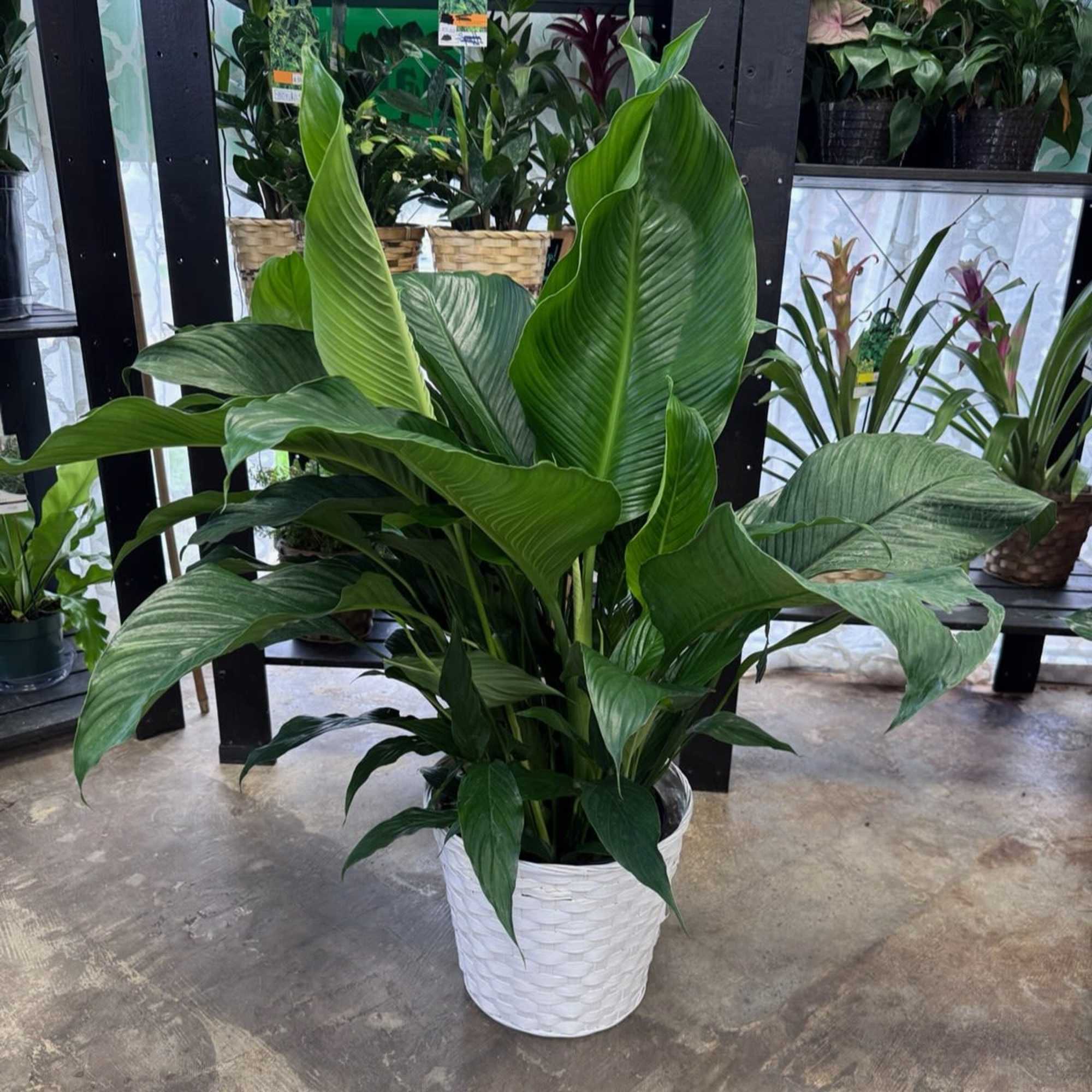 Tall leafy green houseplant in a white woven pot on a concrete floor