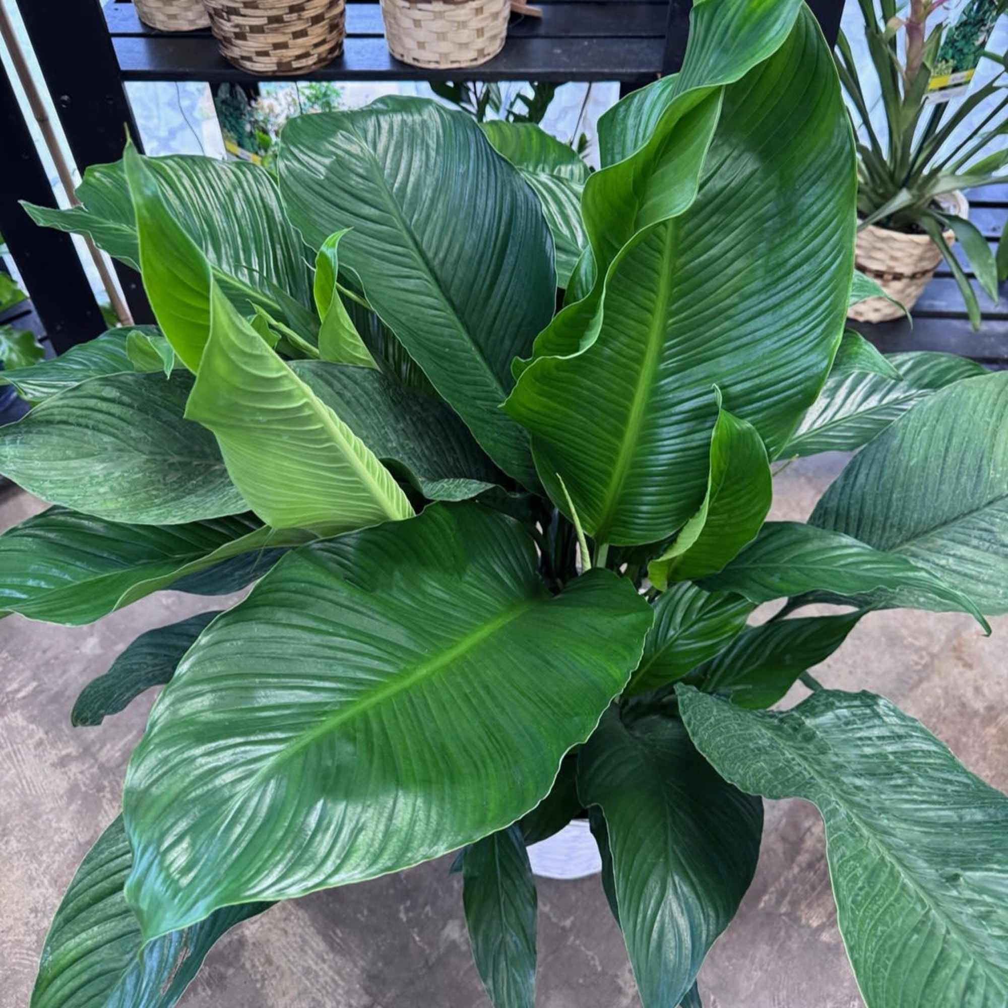Lush green houseplant with large glossy leaves in a white pot