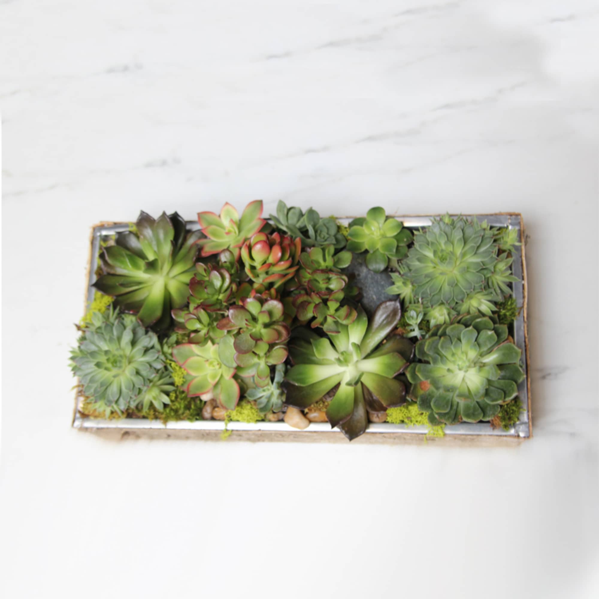 Rectangular succulent arrangement in a shallow tray