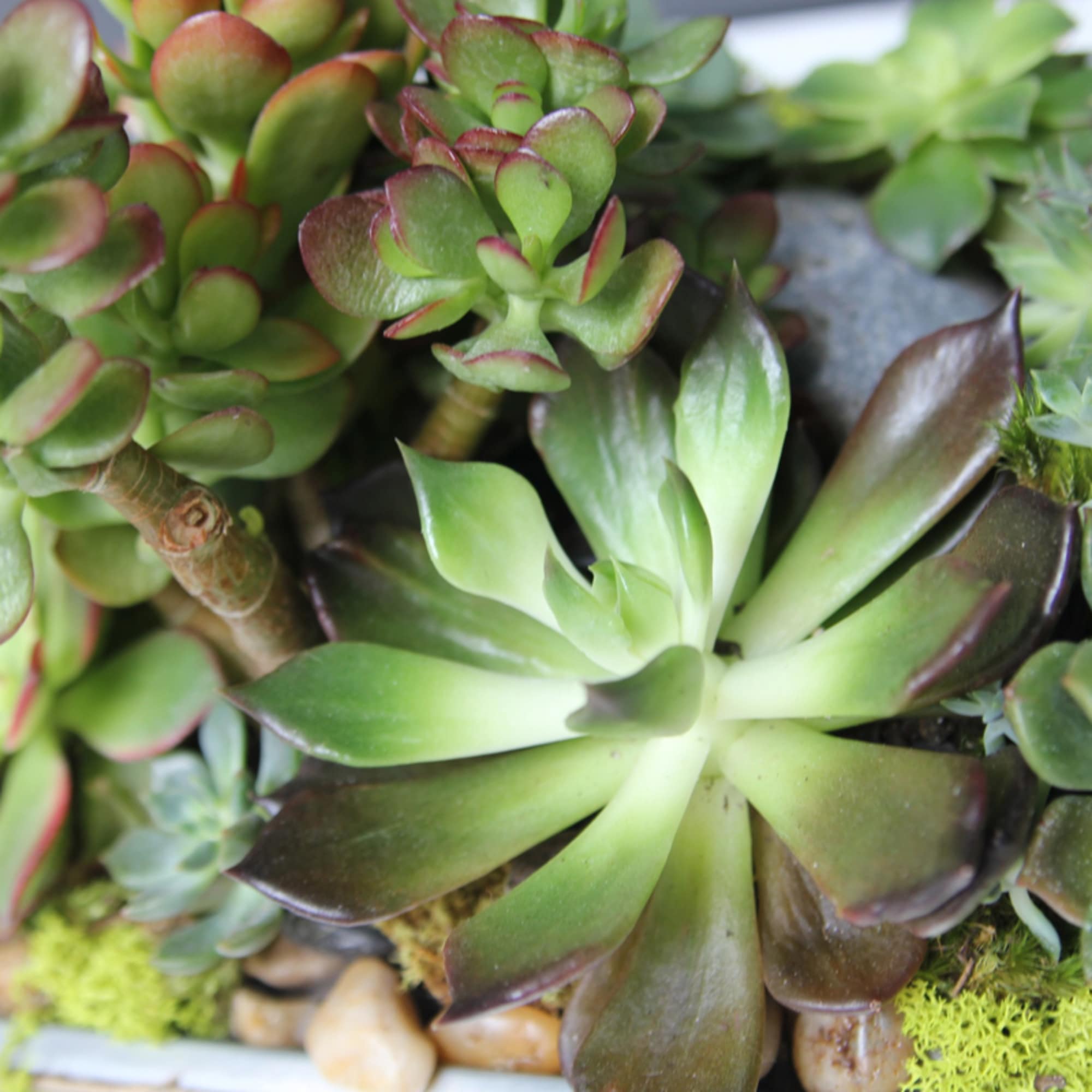 Close-up of green and burgundy succulents in a compact arrangement