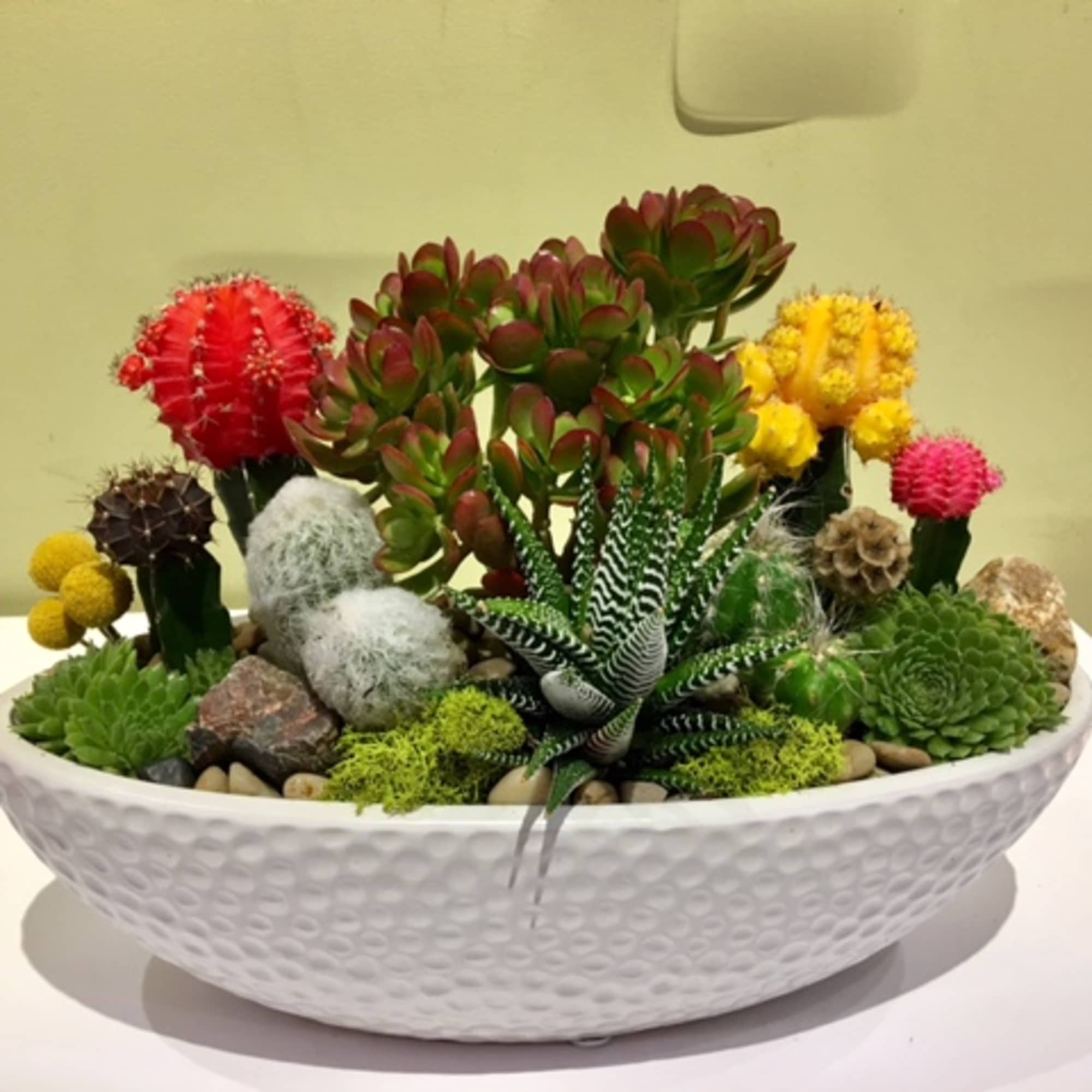 Succulent and cactus arrangement in a white bowl planter