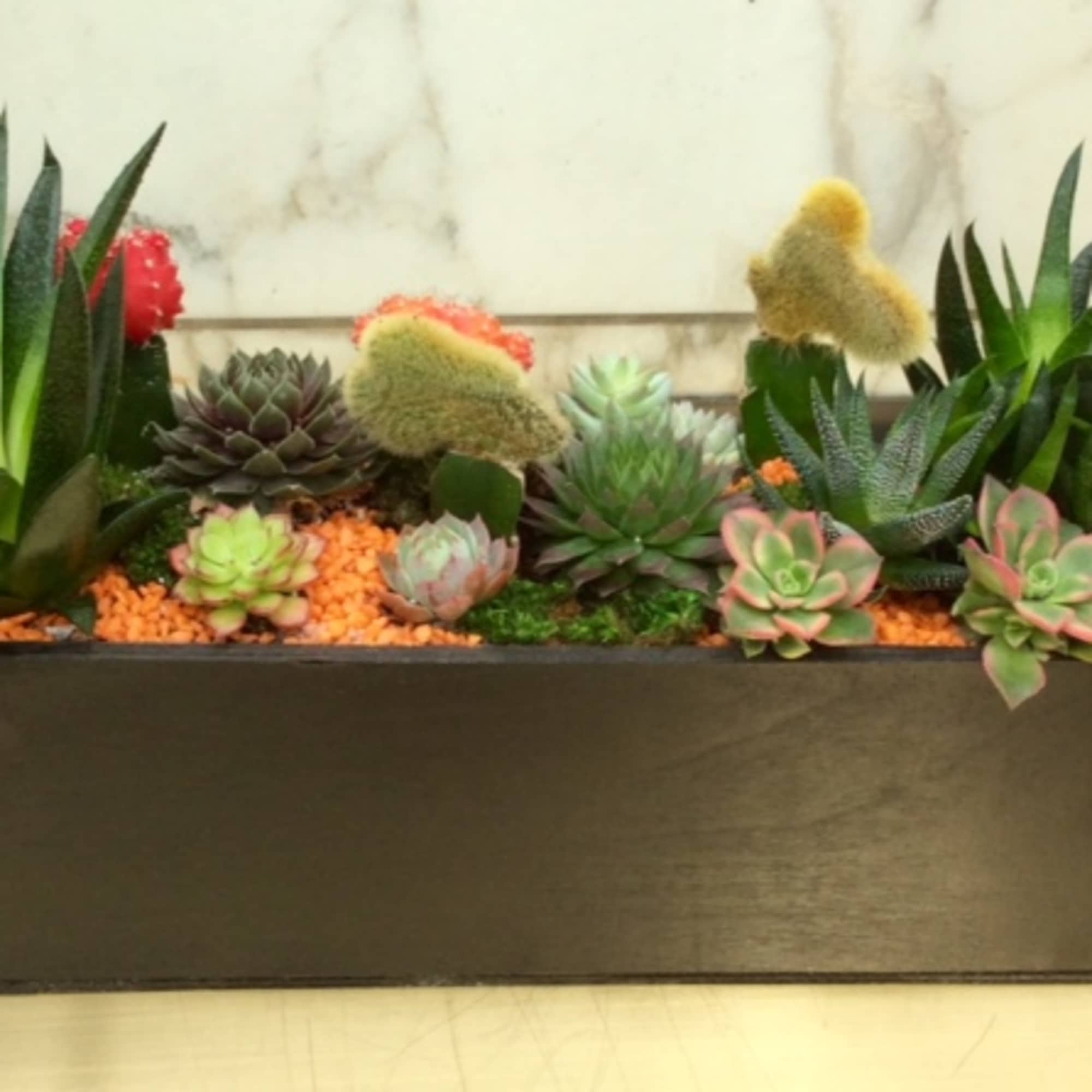 Rectangular planter with assorted succulents and cacti