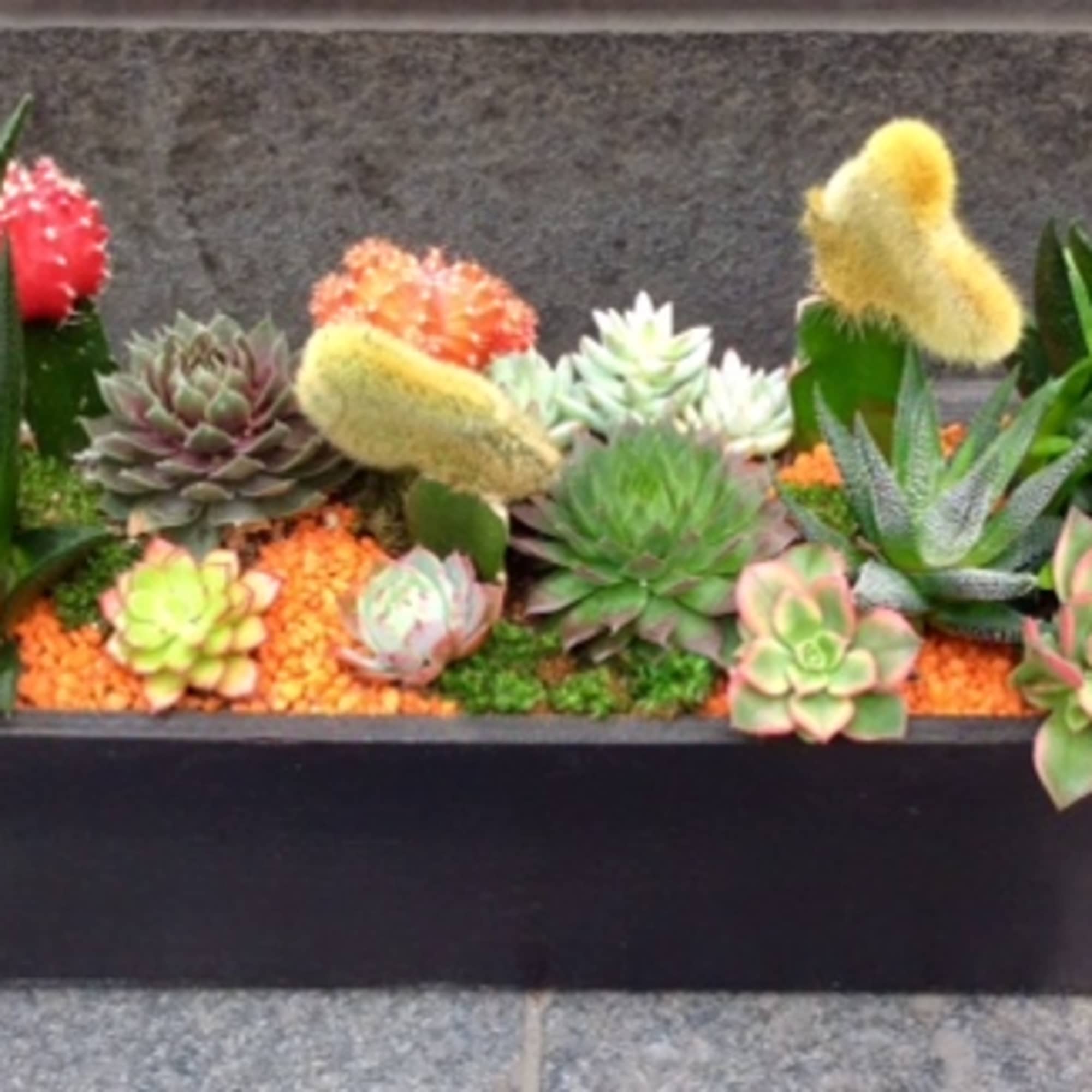 Rectangular planter with assorted succulents and cactus-like plants
