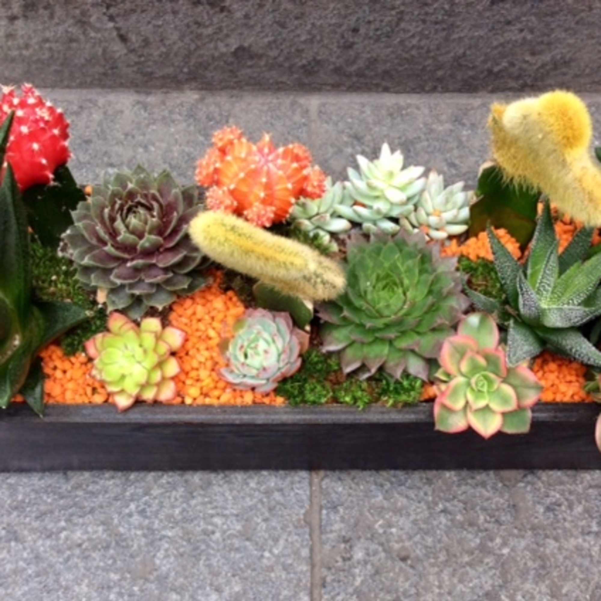 Rectangular planter with assorted succulents and cactus plants