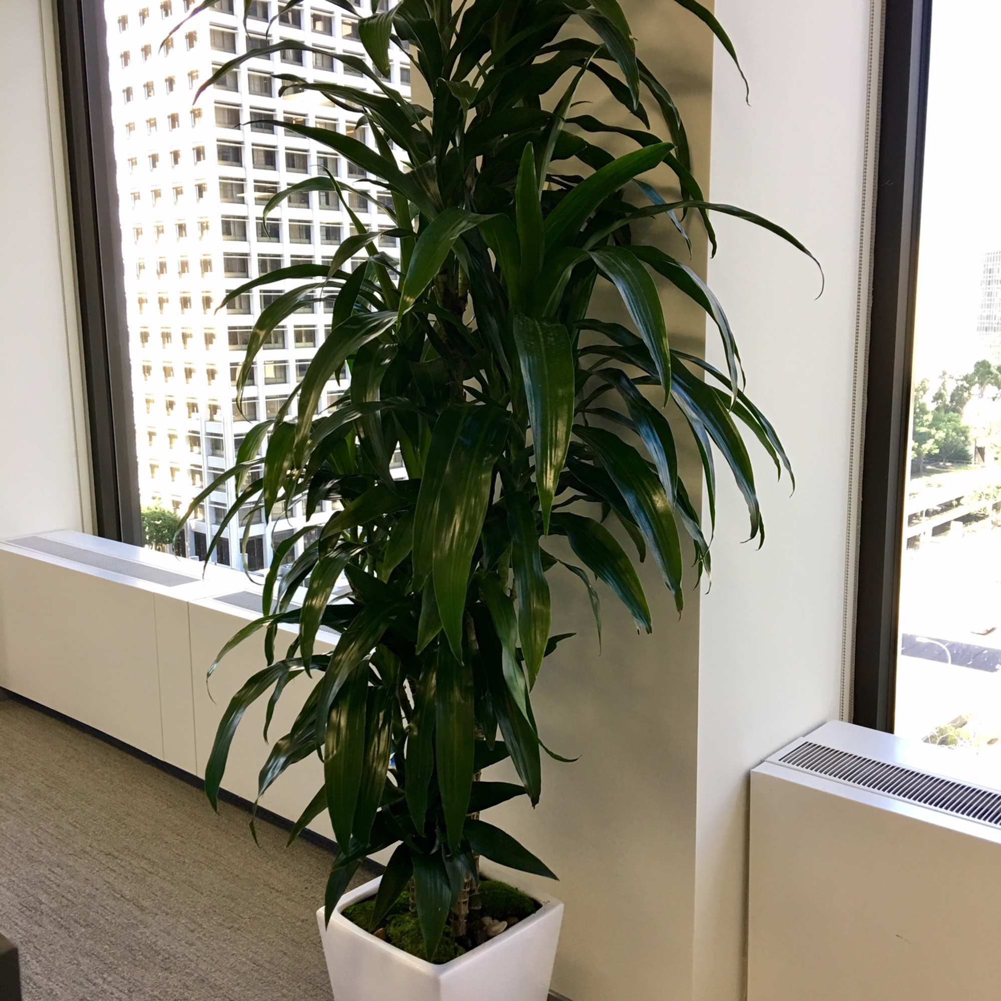 Tall leafy potted plant in a white square planter