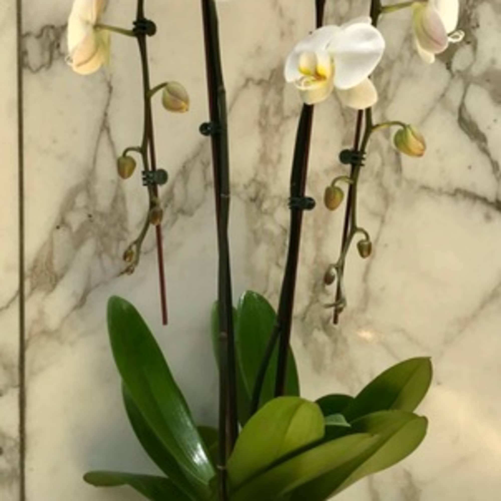 White orchid plant in a black and white pot