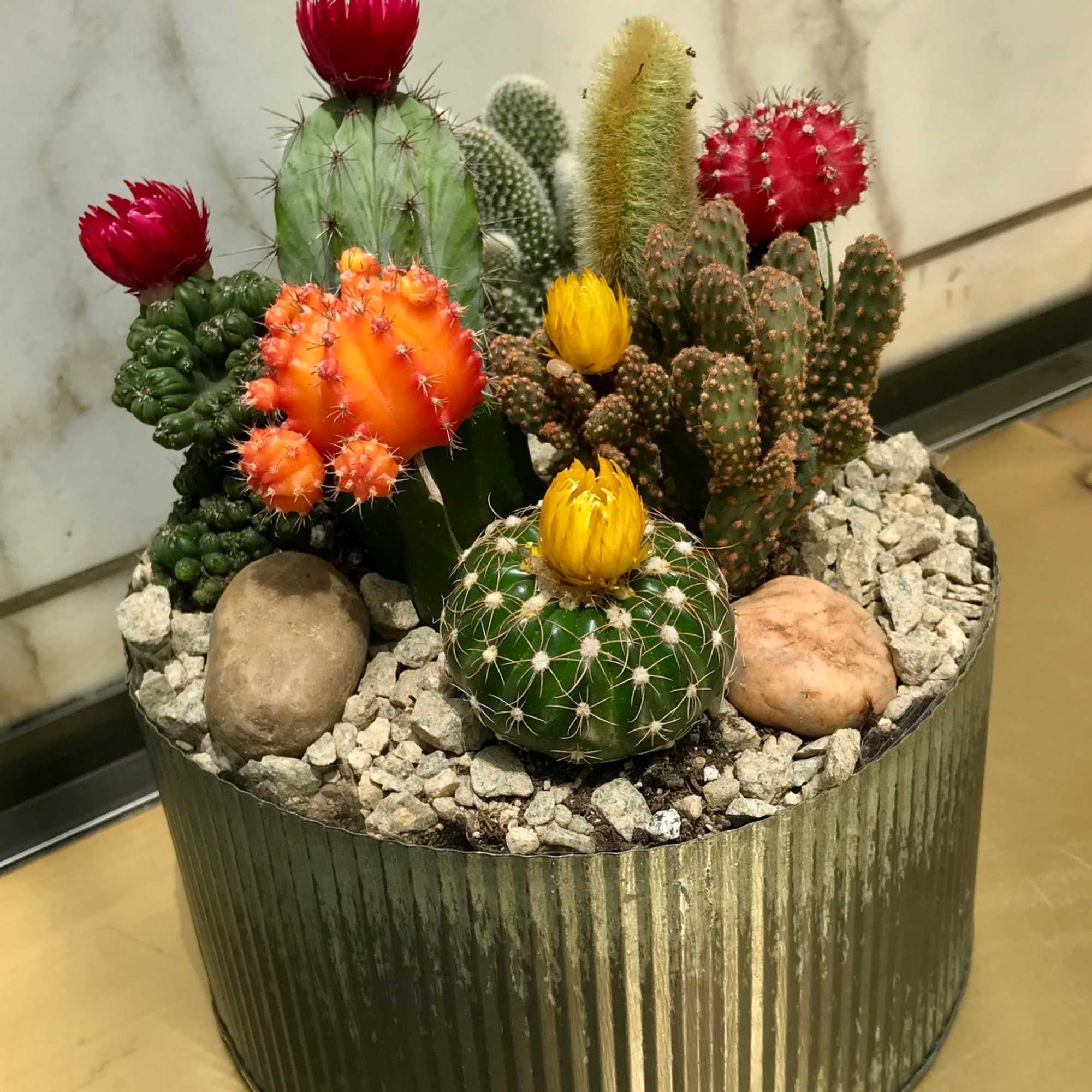 Potted cactus arrangement with colorful blooms and decorative stones, photo 2 of 4