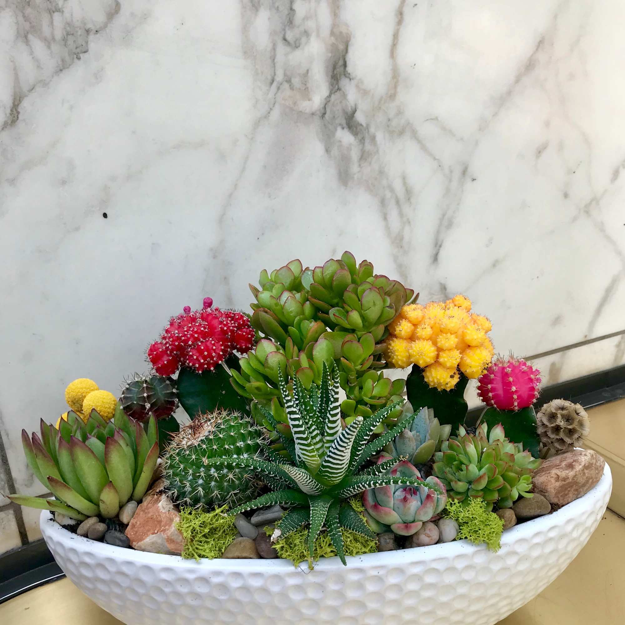 Succulent and cactus arrangement in a white oval planter