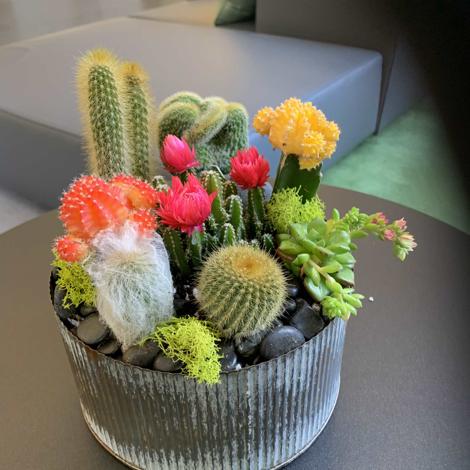 Potted cactus and succulent arrangement in a ribbed metal container
