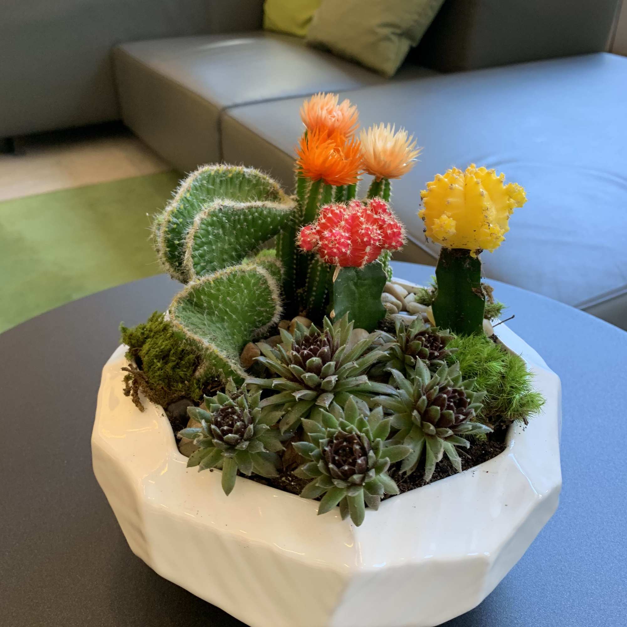 Succulent and cactus arrangement in a white ceramic planter