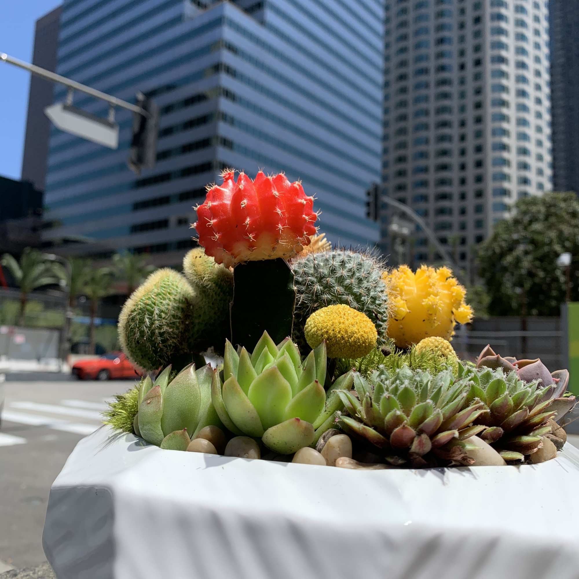 Succulent and cactus arrangement in a white planter
