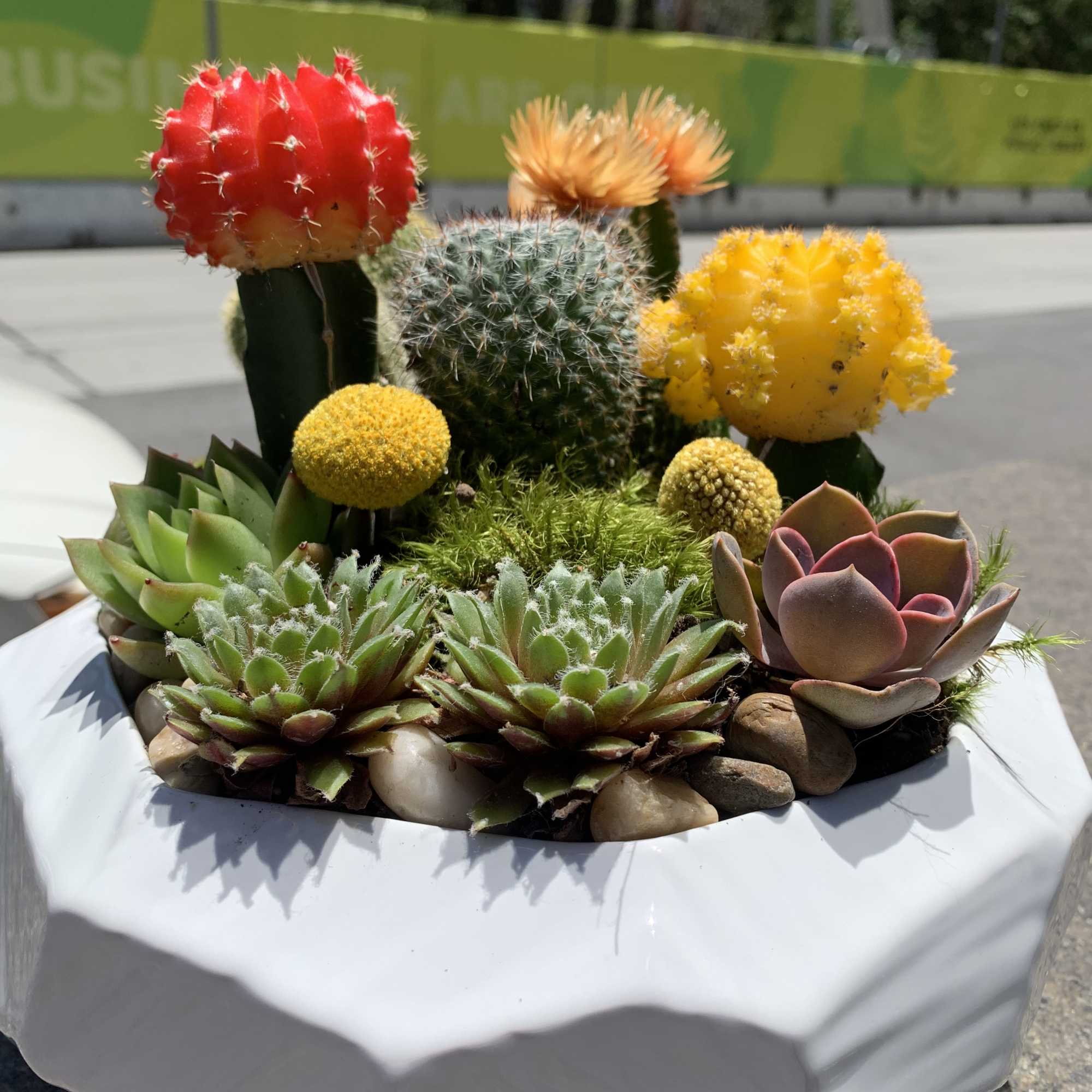 Succulent and cactus arrangement in a white planter with colorful cactus tops