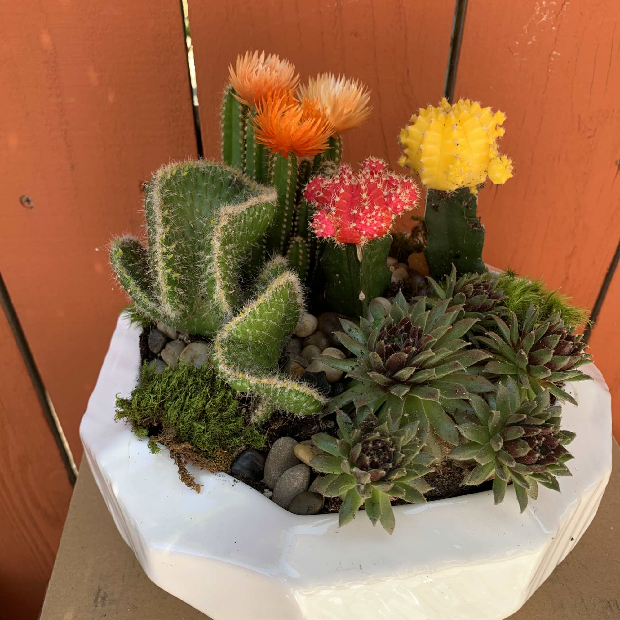 Succulent and cactus arrangement in a white ceramic container