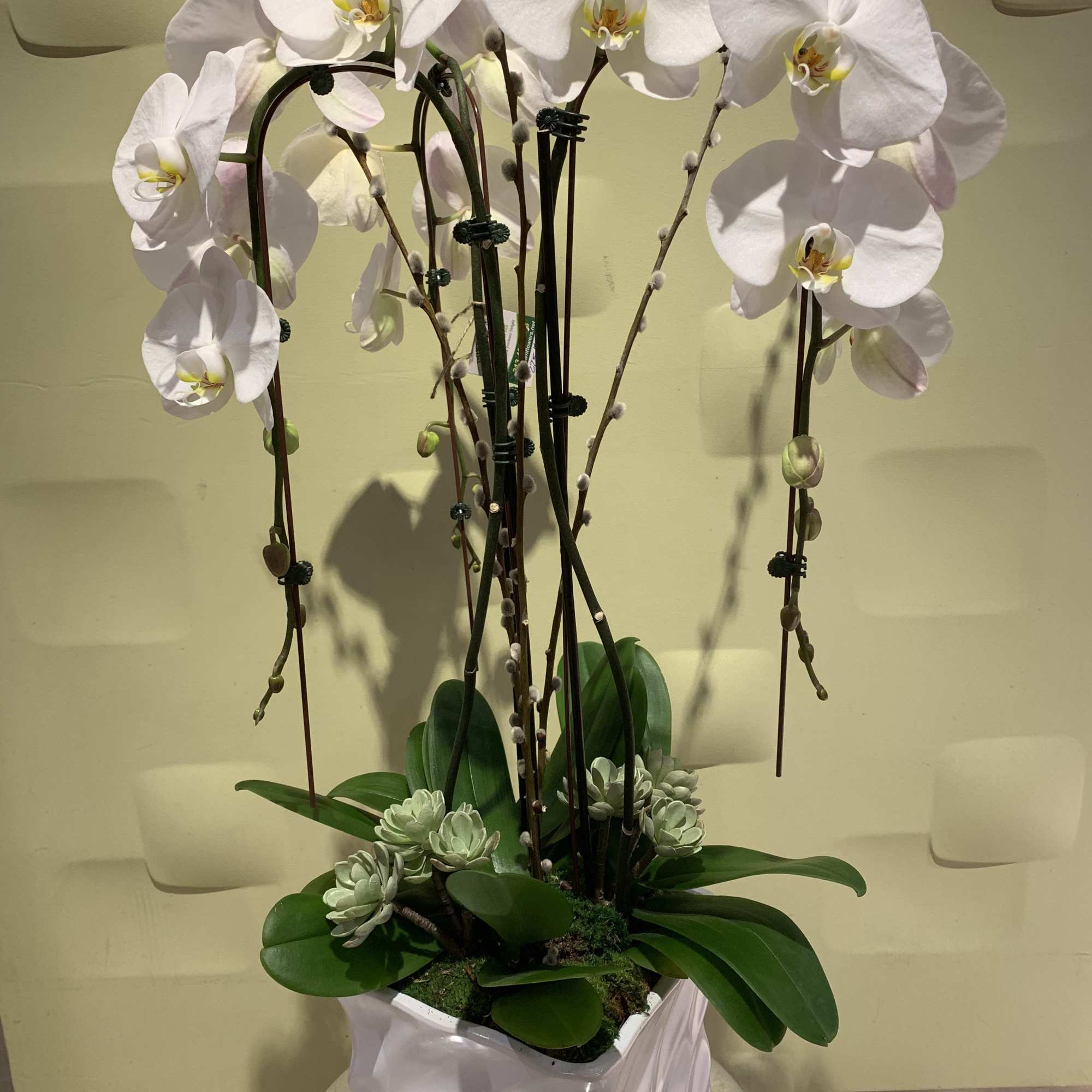 White orchids in a square white vase with succulents