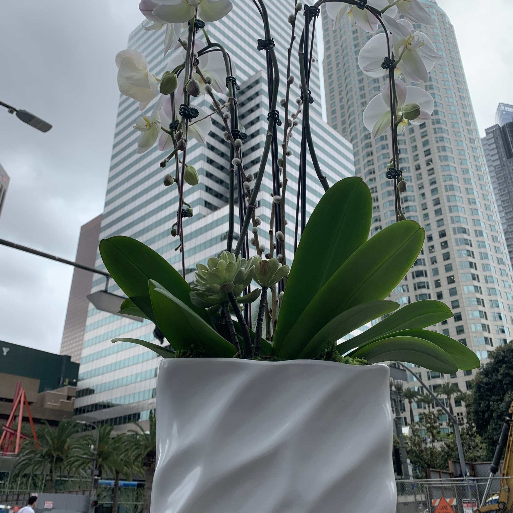 Tall white orchid arrangement in a white planter