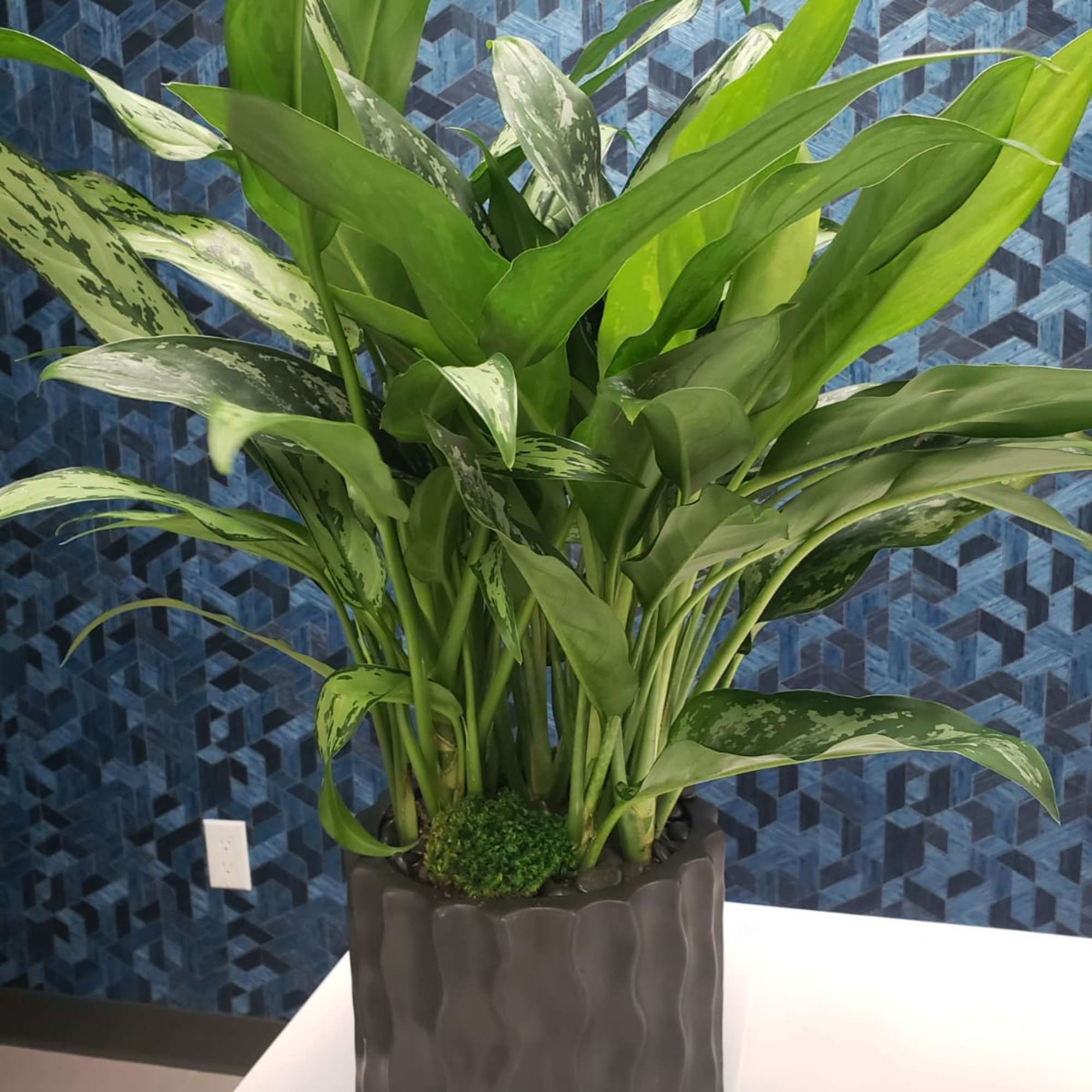 Potted green foliage plant in a dark textured planter